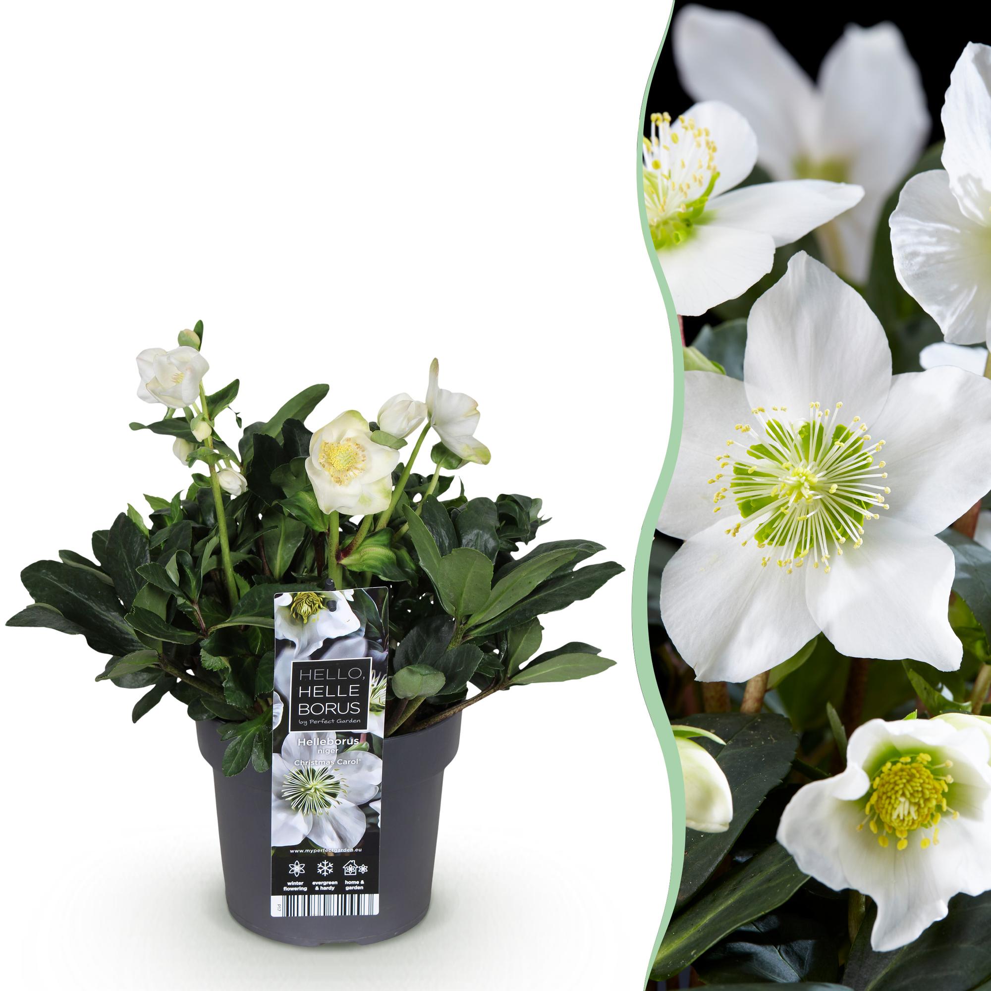 Helleborus ‚Christmas Carol‘ – immergrün – weiße Blüte – verschiedene Größen und Anzahl an Pflanzen - Green Guardia - Ihr Experte für Schädlinge und Pflanzen