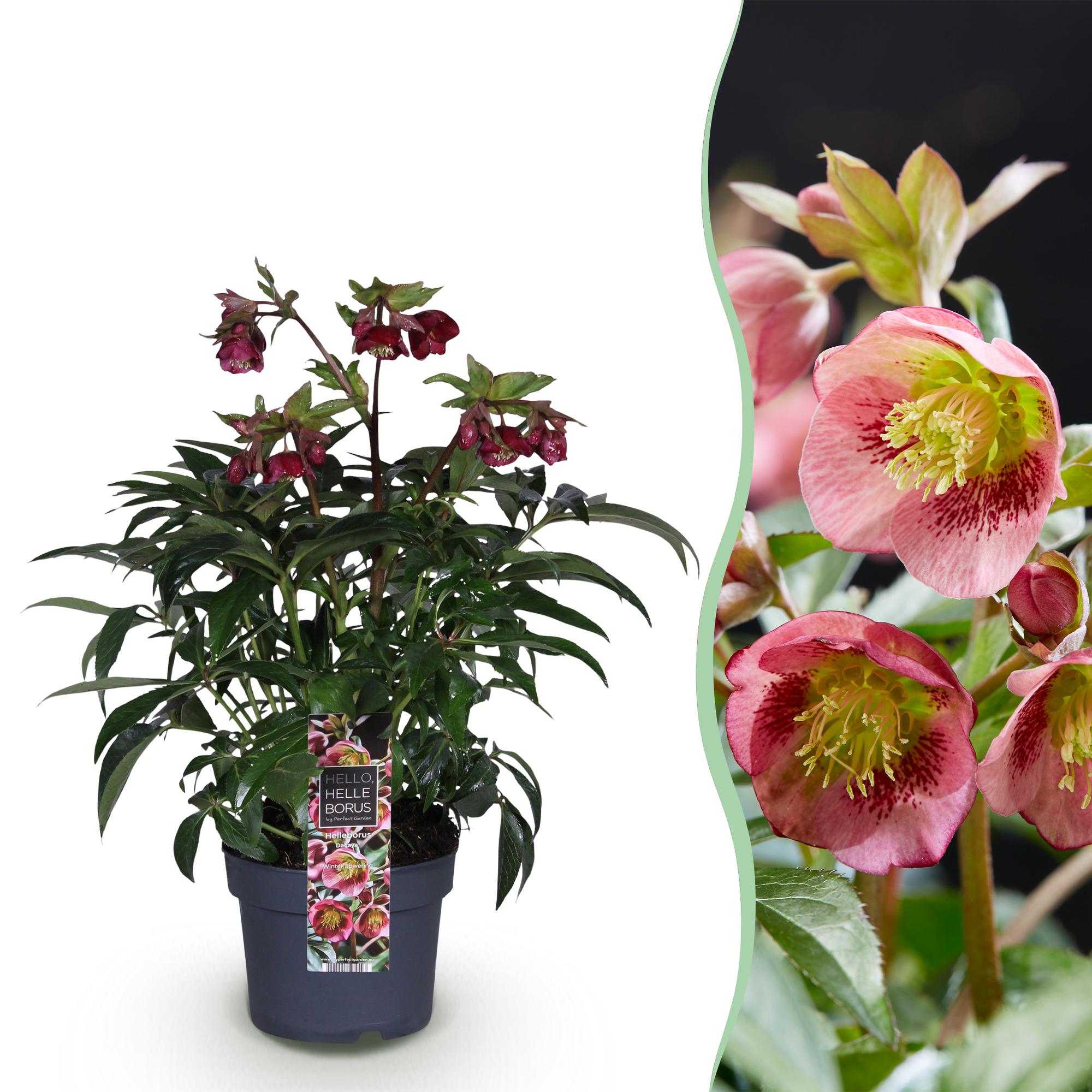 Helleborus ‘Dacaya’ – immergrün & pflegeleicht – rosa Blüte – 19 cm Topf, ca. 50 cm hoch - Green Guardia - Ihr Experte für Schädlinge und Pflanzen