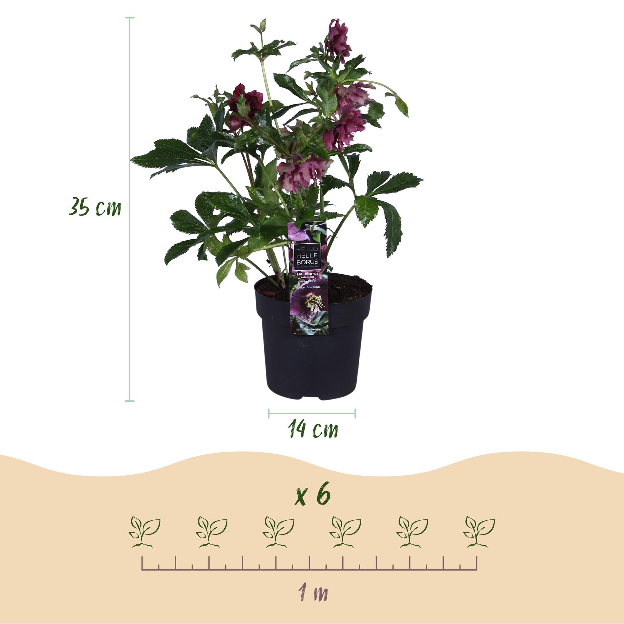 Helleborus orientalis ‘Double Ellen Red’ – immergrün & pflegeleicht – rote Blüte – 14 cm Topf, ca. 35 cm hoch - Green Guardia - Ihr Experte für Schädlinge und Pflanzen