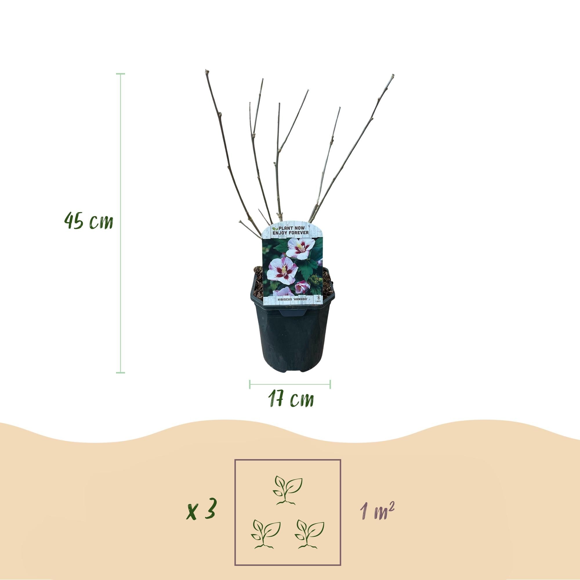 Hibiscus ‘Hamabo’ – laubabwerfend, hellrosa blühend, 17 cm Topf, 45 cm hoch - Green Guardia - Ihr Experte für Schädlinge und Pflanzen