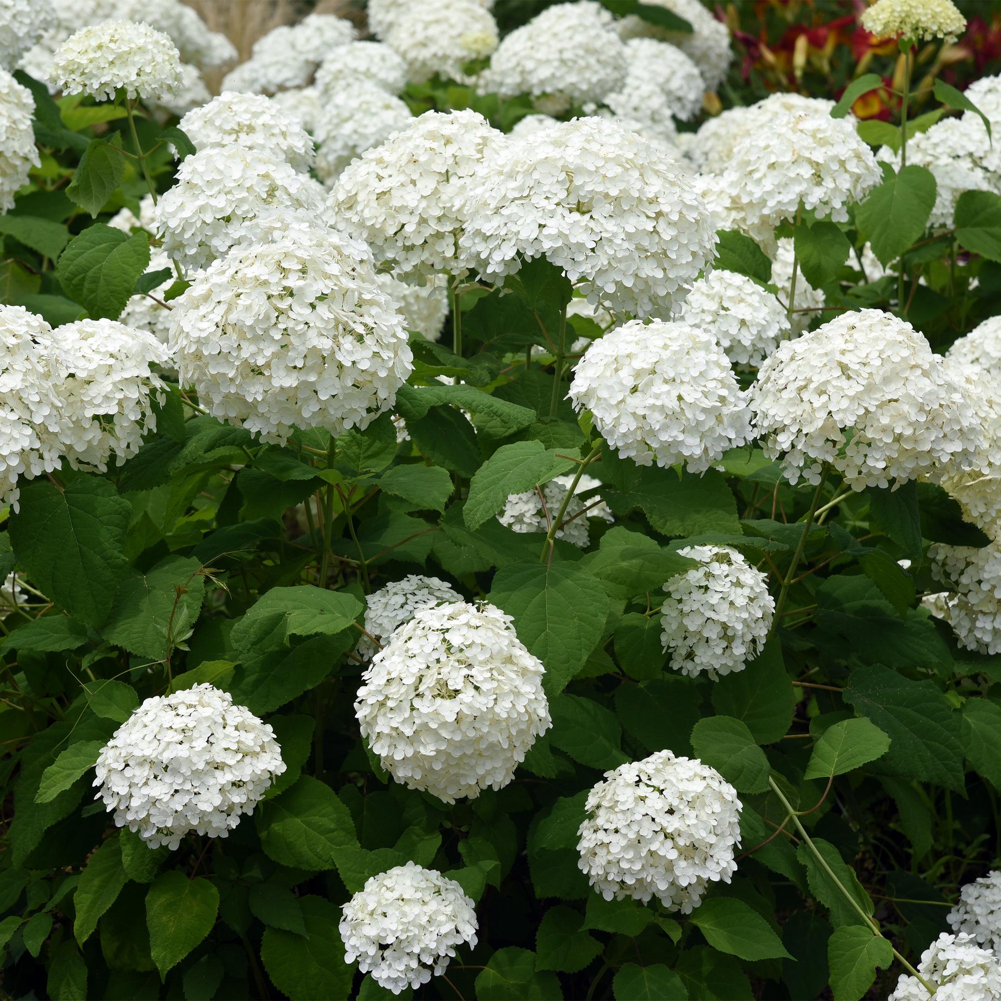 Hydrangea arborescens ‘Annabelle’ – weiße Blüten, laubabwerfend, 3 Pflanzen pro m², 17 cm Topf, 50 cm Höhe - Green Guardia - Ihr Experte für Schädlinge und Pflanzen