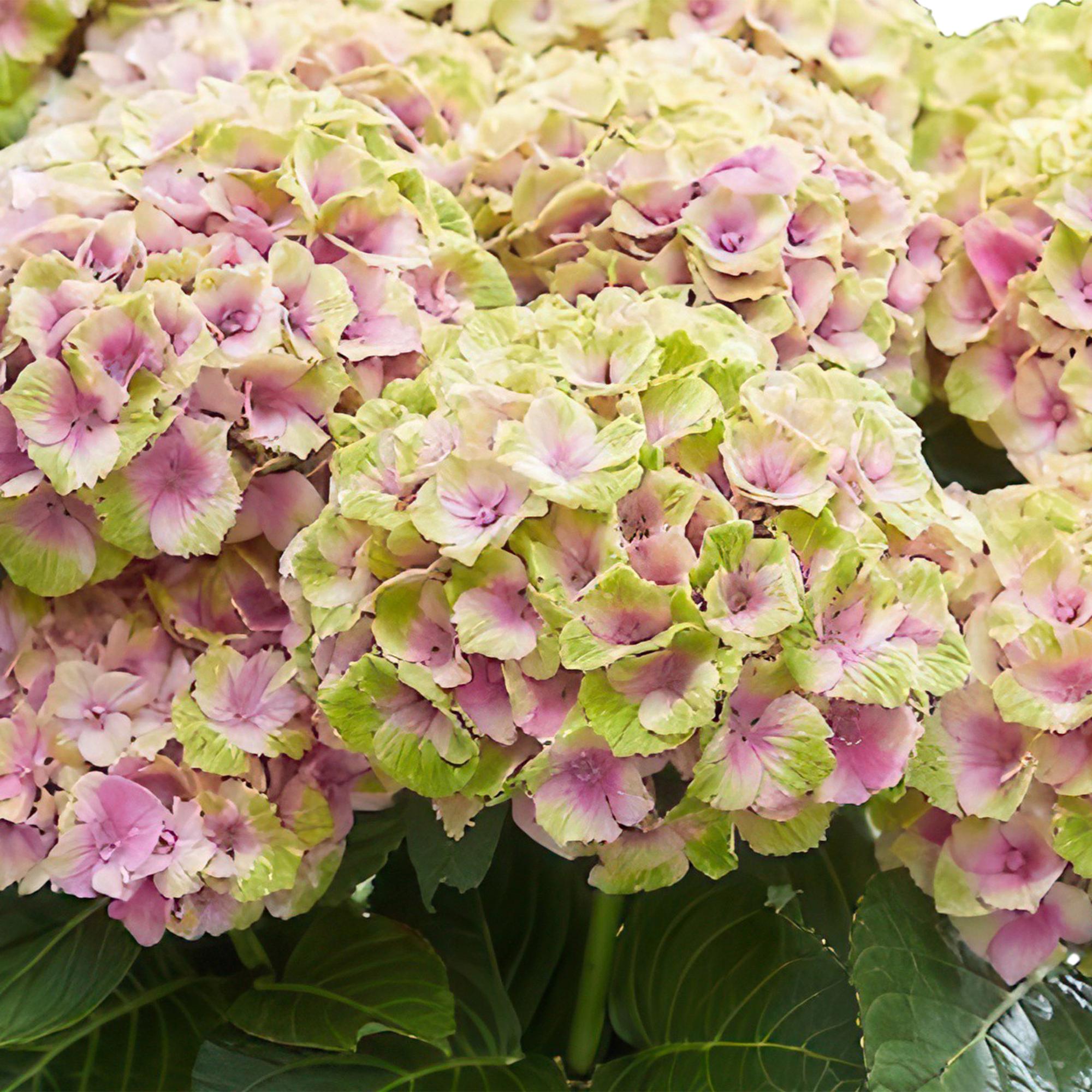 Hydrangea ‘Magical Jewel Pink’ – rosa Hortensie für Balkon & Garten, 23 cm Topf, 55 cm Höhe - Green Guardia - Ihr Experte für Schädlinge und Pflanzen