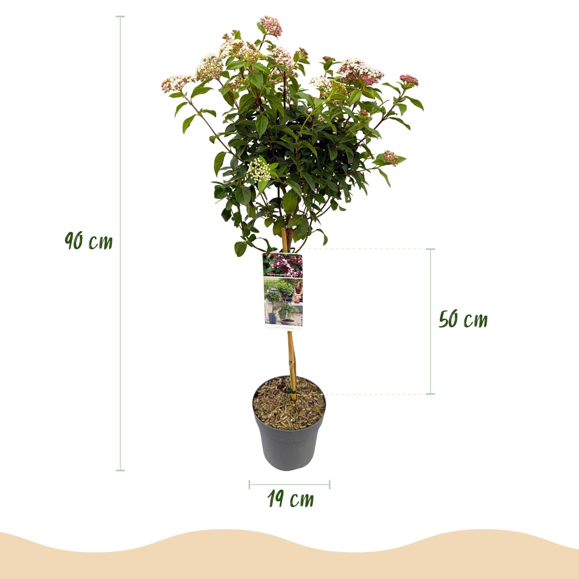 Immergrüne Stamm - Pflanze Viburnum tinus – weiß - rosa Blüte – Topf 19 cm, Höhe 90 cm - Green Guardia - Ihr Experte für Schädlinge und Pflanzen