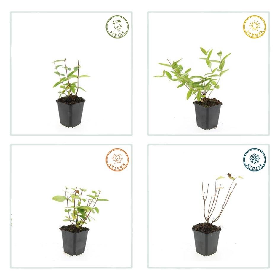 Johanniskraut ‘Annabel’ – Zierjohanniskraut, 9 cm Topf, 10–25 cm hoch - Green Guardia - Ihr Experte für Schädlinge und Pflanzen