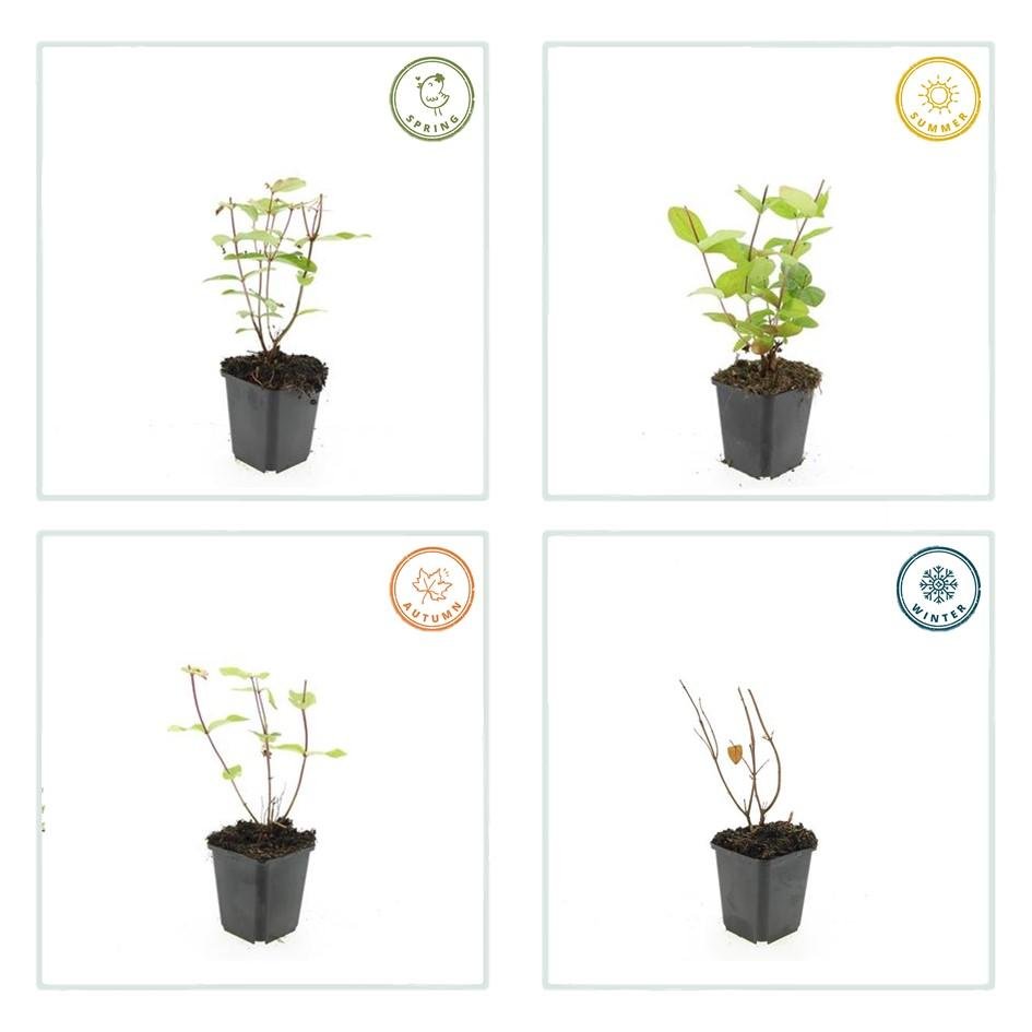 Johanniskraut ‘Beauty’ – Ziersträuchchen im 9 - cm - Topf, 10–25 cm hoch - Green Guardia - Ihr Experte für Schädlinge und Pflanzen