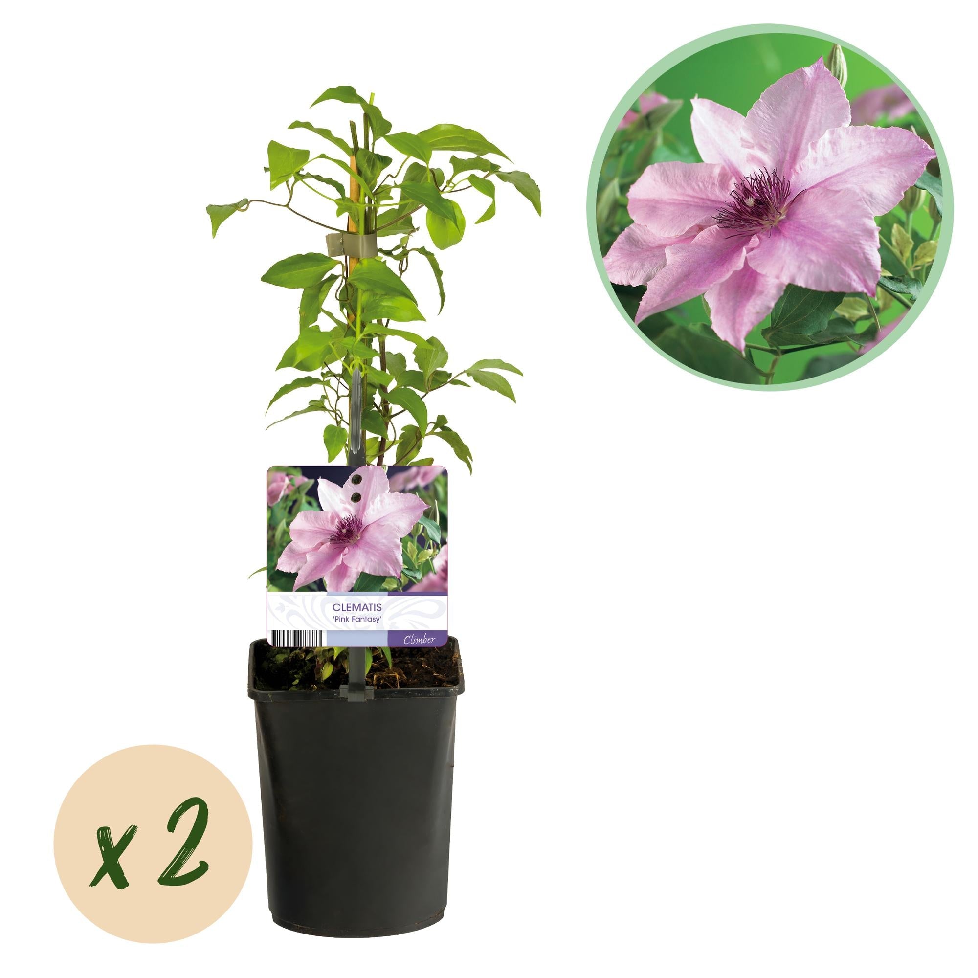 Kletterpflanze – Clematis ‘Pink Fantasy’ – rosa Blüte – pflegeleicht – 2 Pflanzen – 11 cm Topf, ca. 40 cm hoch - Green Guardia - Ihr Experte für Schädlinge und Pflanzen