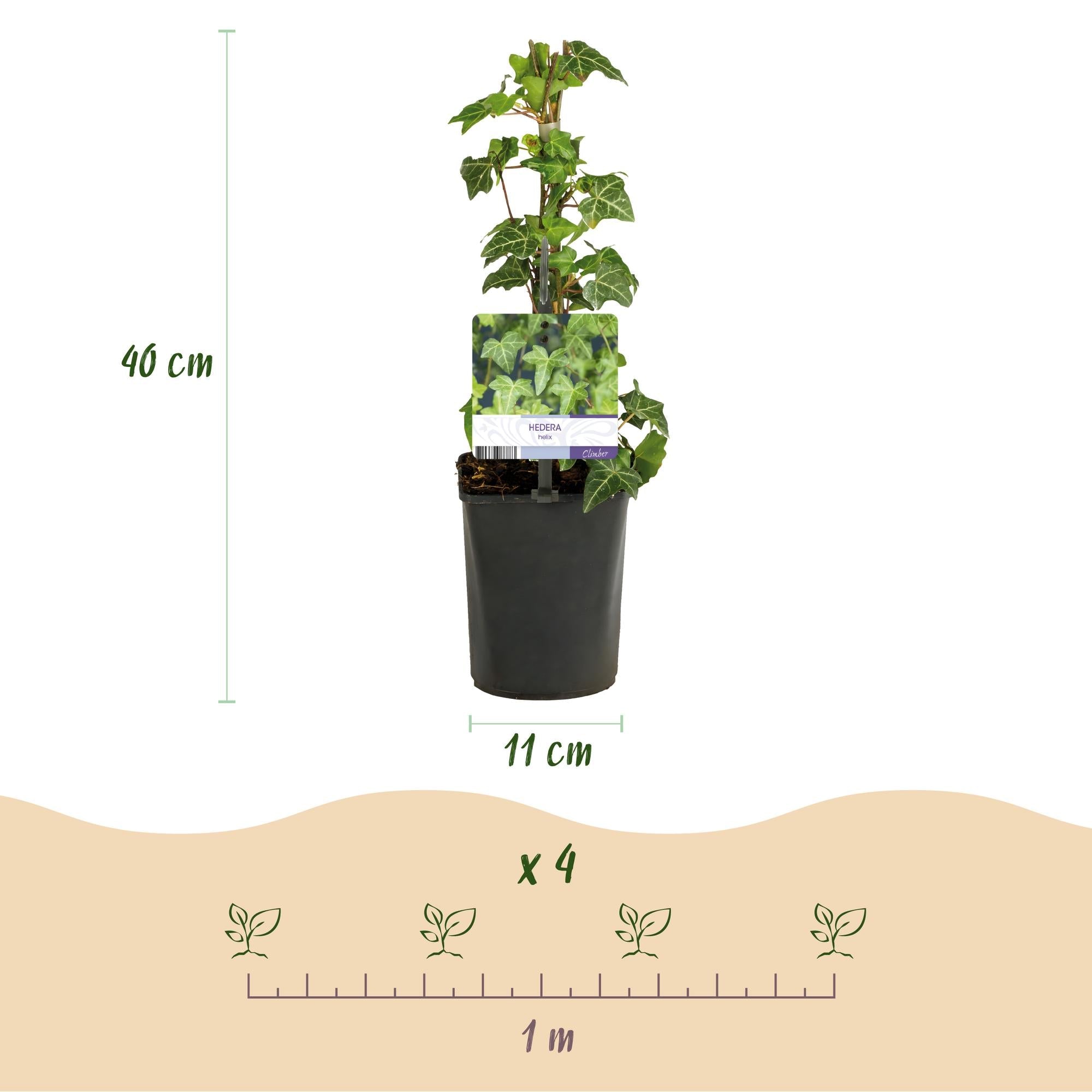 Kletterpflanzen Rainbow – 4 farbenfrohe Sorten für Garten & Terrasse, Topf 11 cm, 40 cm hoch - Green Guardia - Ihr Experte für Schädlinge und Pflanzen