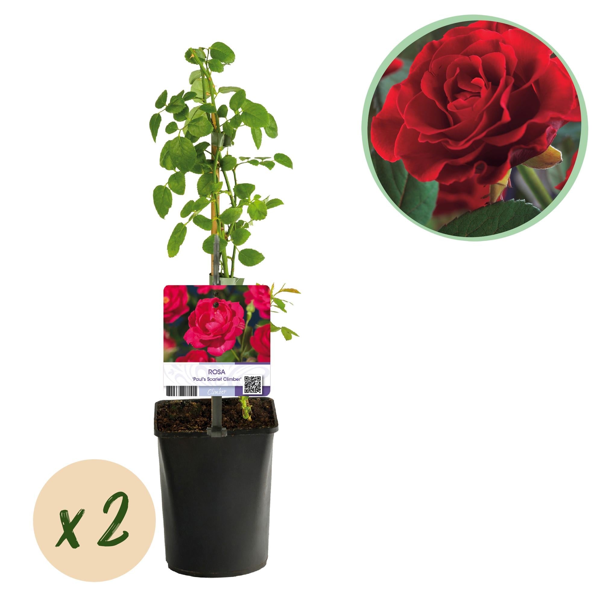 Kletterrose ‘Paul Scarlet Climber’ – robust, pflegeleicht, 2 Pflanzen, Topf 11 cm, 40 cm hoch - Green Guardia - Ihr Experte für Schädlinge und Pflanzen