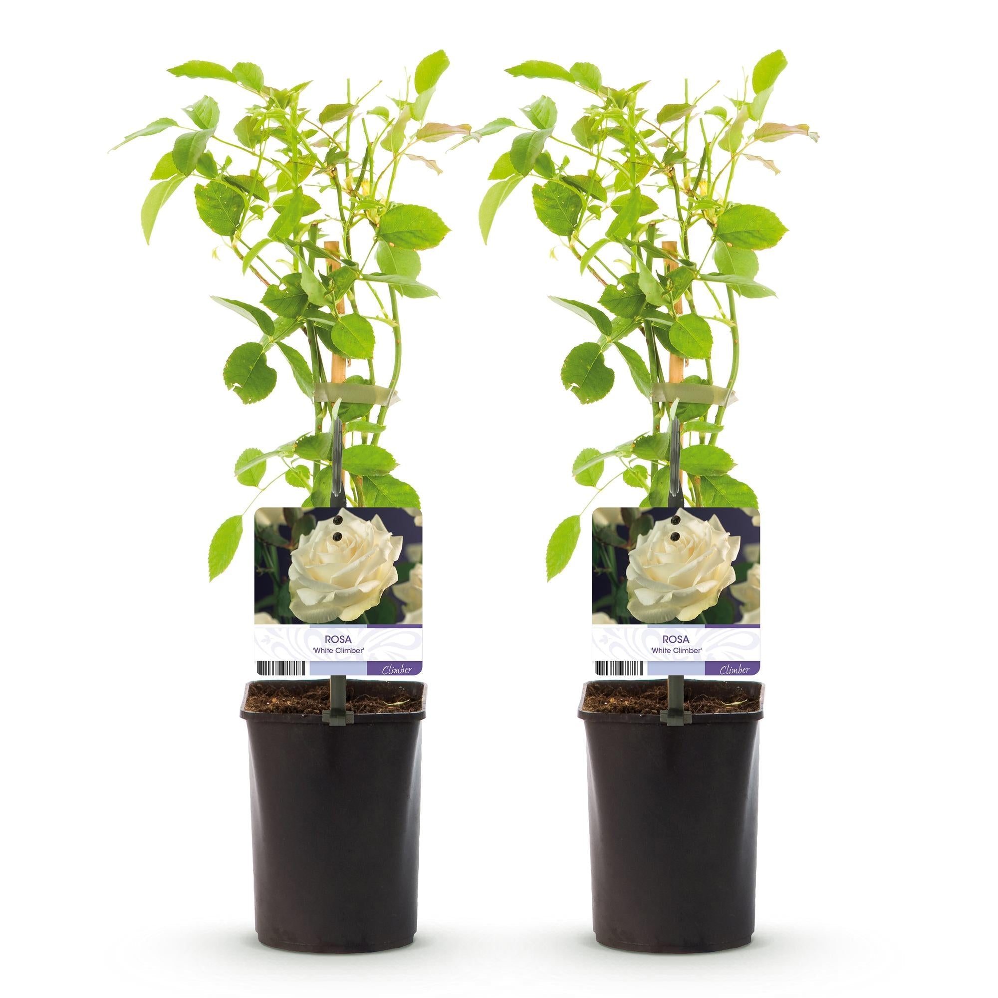 Kletterrose ‘White Climber’ – weiße Blüte, pflegeleicht, 2 Pflanzen im 11 cm Topf, 40 cm hoch - Green Guardia - Ihr Experte für Schädlinge und Pflanzen