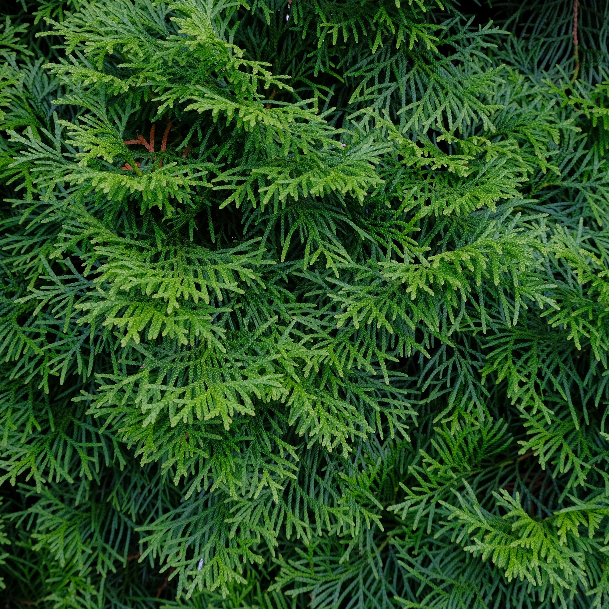 Lebensbaum ‘Smaragd’ (Thuja occidentalis) – 8 Pflanzen für 1 m Hecke, 30–35 cm Höhe, 9 - cm - Topf - Green Guardia - Ihr Experte für Schädlinge und Pflanzen