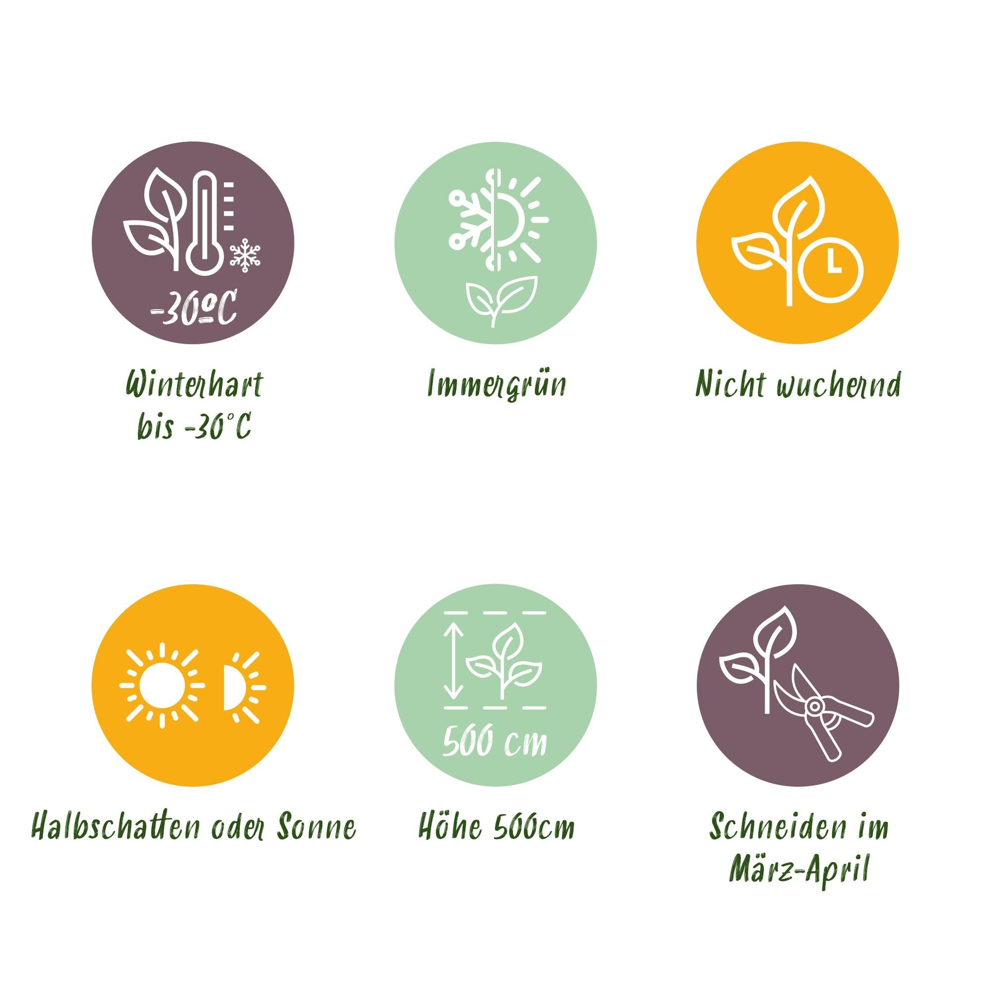 Lebensbaum ‘Smaragd’ (Thuja occidentalis) – 8 Pflanzen für 1 m Hecke, 30–35 cm Höhe, 9 - cm - Topf - Green Guardia - Ihr Experte für Schädlinge und Pflanzen