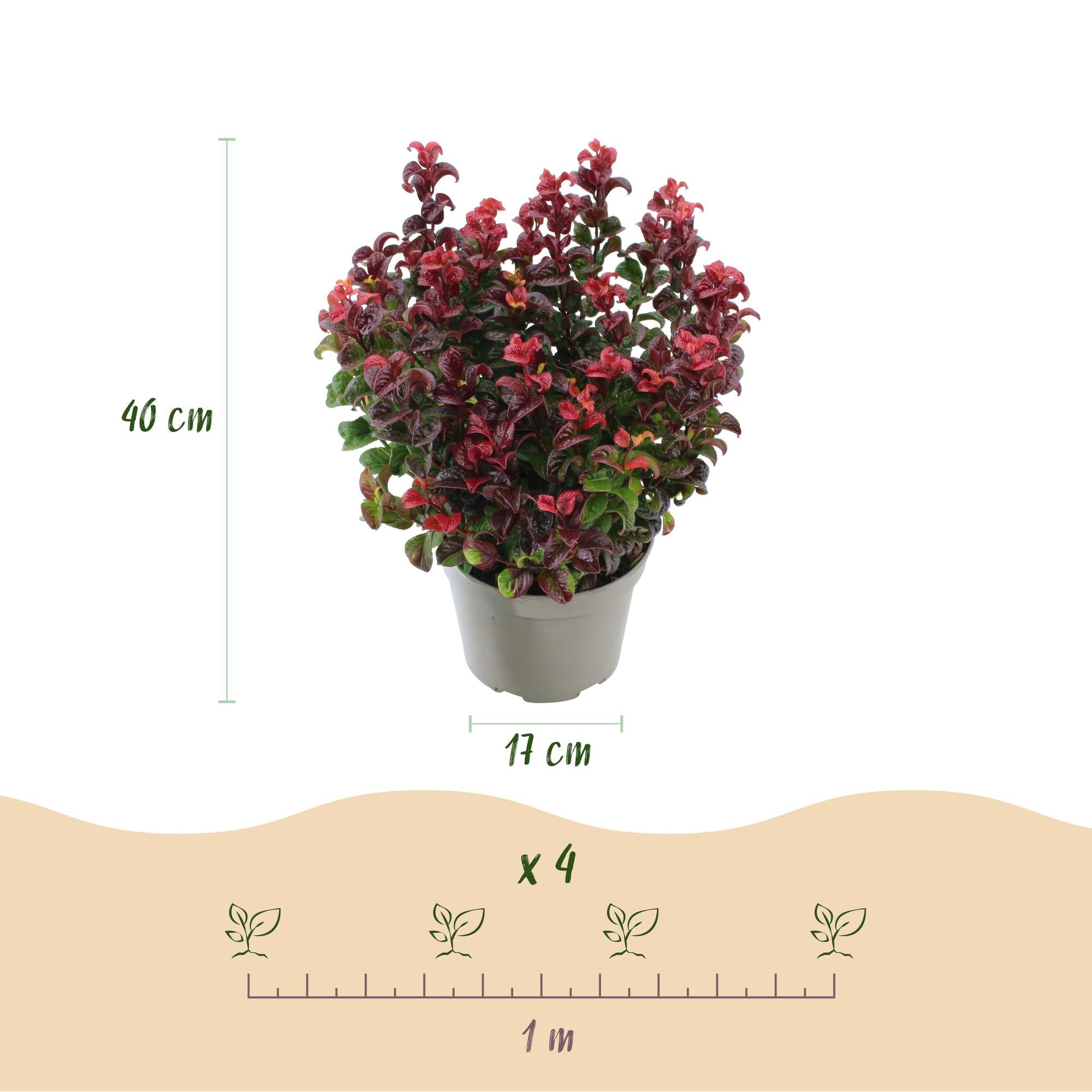 Leucothoe ‘Curly Red’ – immergrün & pflegeleicht – rot – 17 cm Topf, ca. 40 cm hoch - Green Guardia - Ihr Experte für Schädlinge und Pflanzen