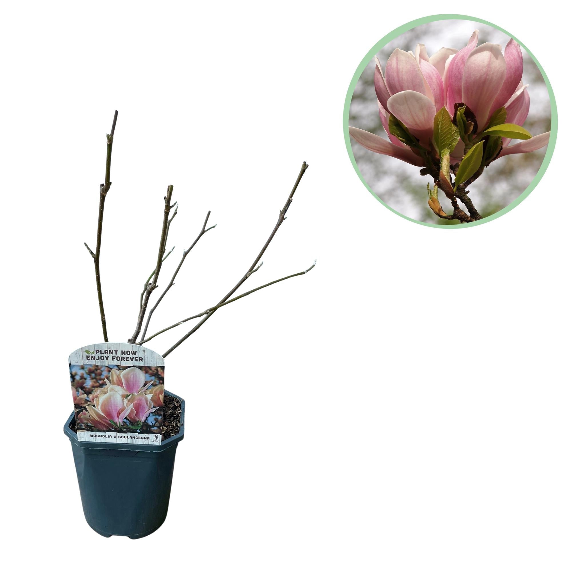 Magnolia soulangiana – Strauch mit hellrosa Blüten, 17 cm Topf, 45 cm Höhe - Green Guardia - Ihr Experte für Schädlinge und Pflanzen