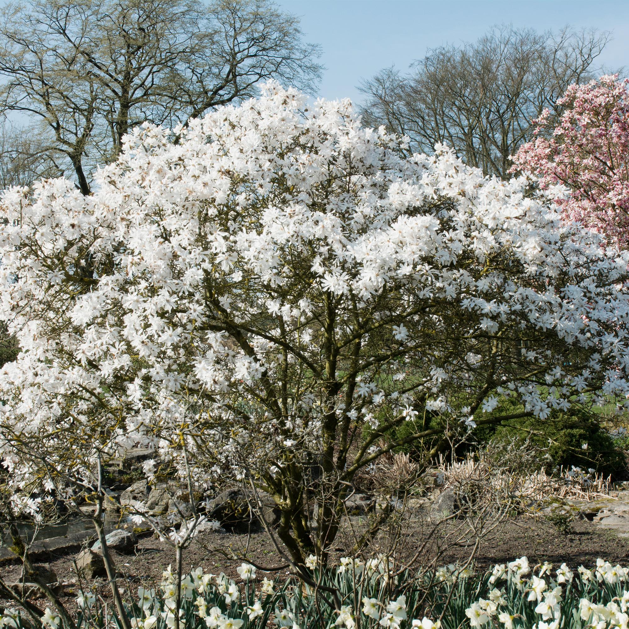 Magnolia stellata – weißblühender Zierstrauch, 1 Pflanze, 17 cm Topf, 45 cm Höhe - Green Guardia - Ihr Experte für Schädlinge und Pflanzen
