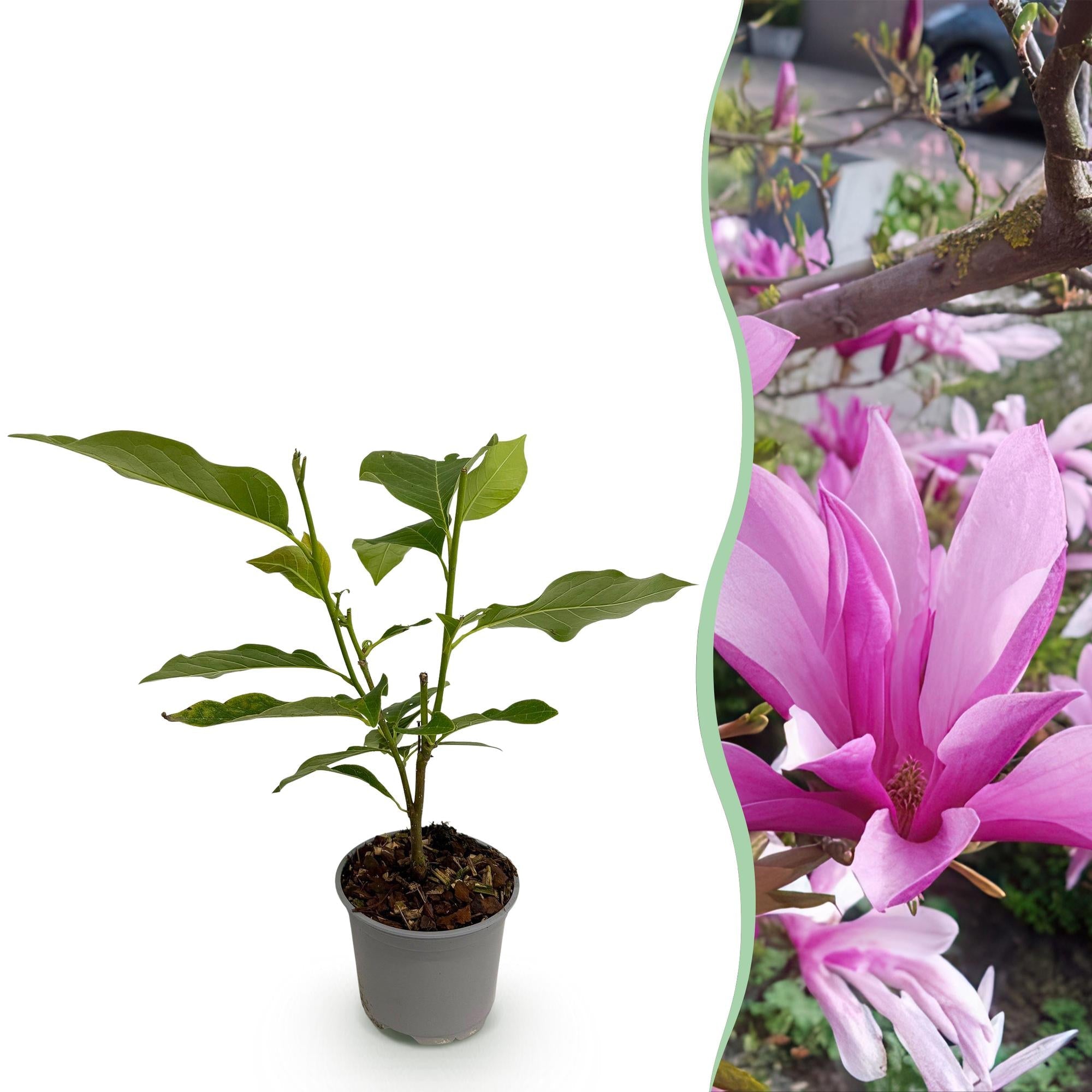 Magnolia ‚Susan‘ – laubabwerfend & pflegeleicht – lila Blüte – 12 cm Topf, ca. 30 cm hoch - Green Guardia - Ihr Experte für Schädlinge und Pflanzen