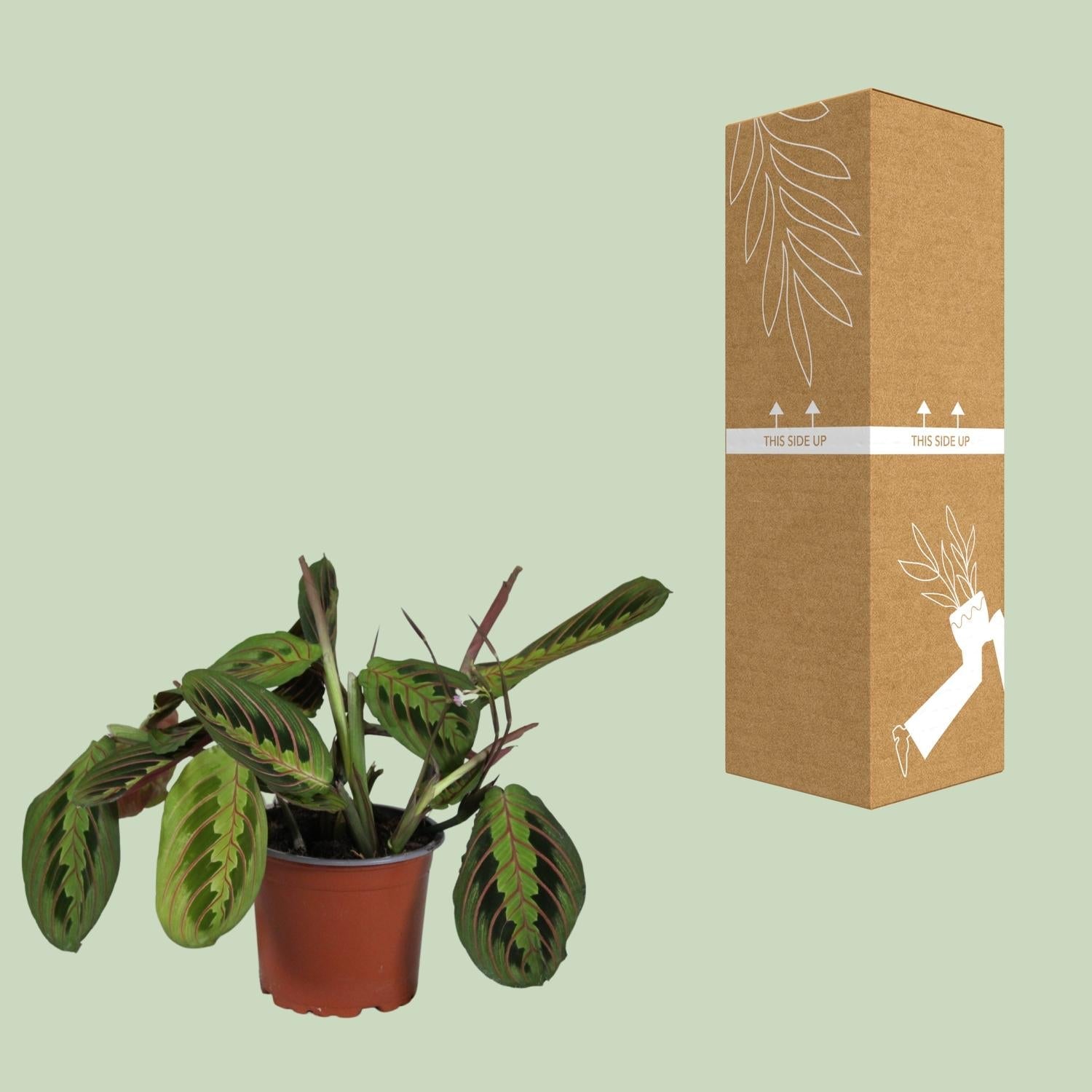 Maranta Leuconeura ‘Fascinator’ – Gebetspflanze - 12 cm Topf, 30 cm hoch - Green Guardia - Ihr Experte für Schädlinge und Pflanzen