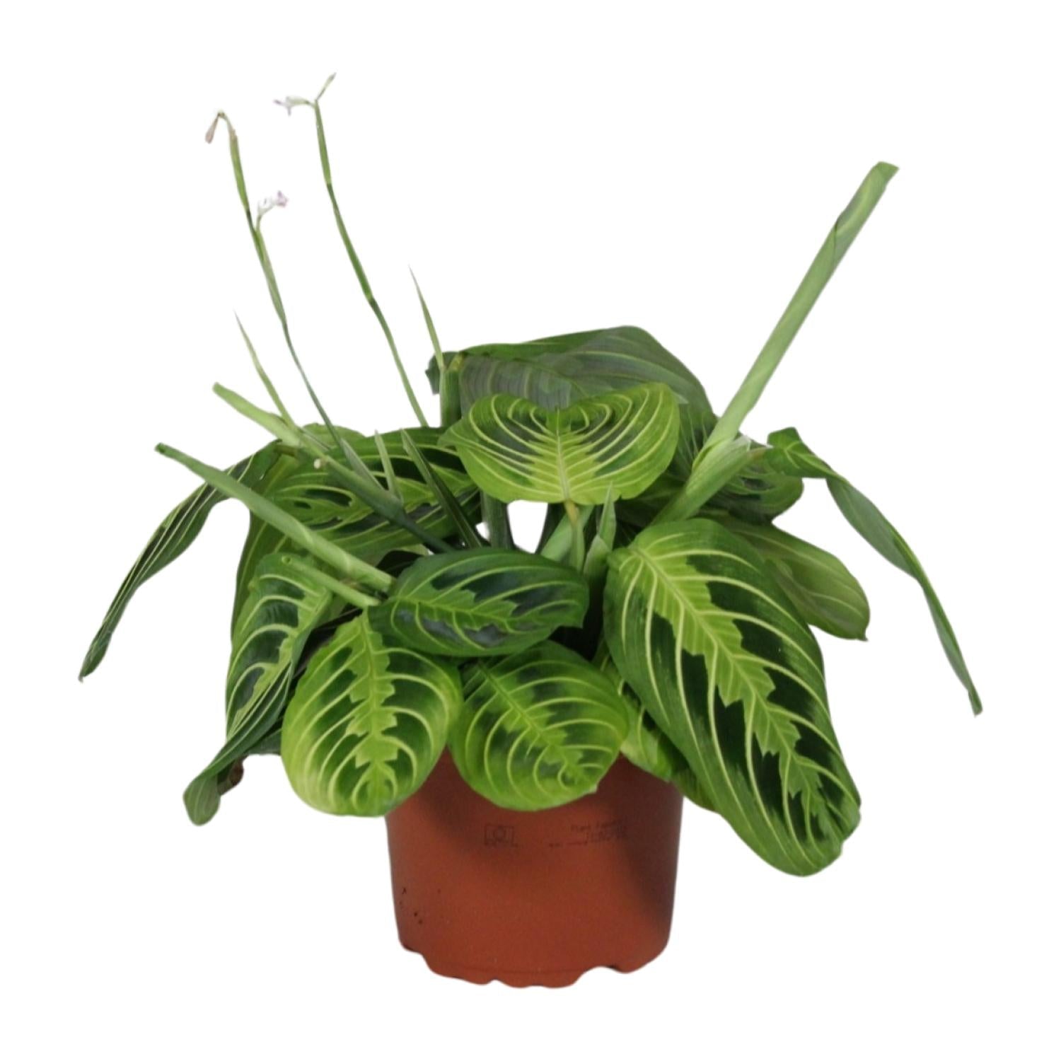 Maranta Leuconeura ‘Fascinator Lemon Lime’ – Pfeilwurze - 12cm Topf, 30cm hoch - Green Guardia - Ihr Experte für Schädlinge und Pflanzen