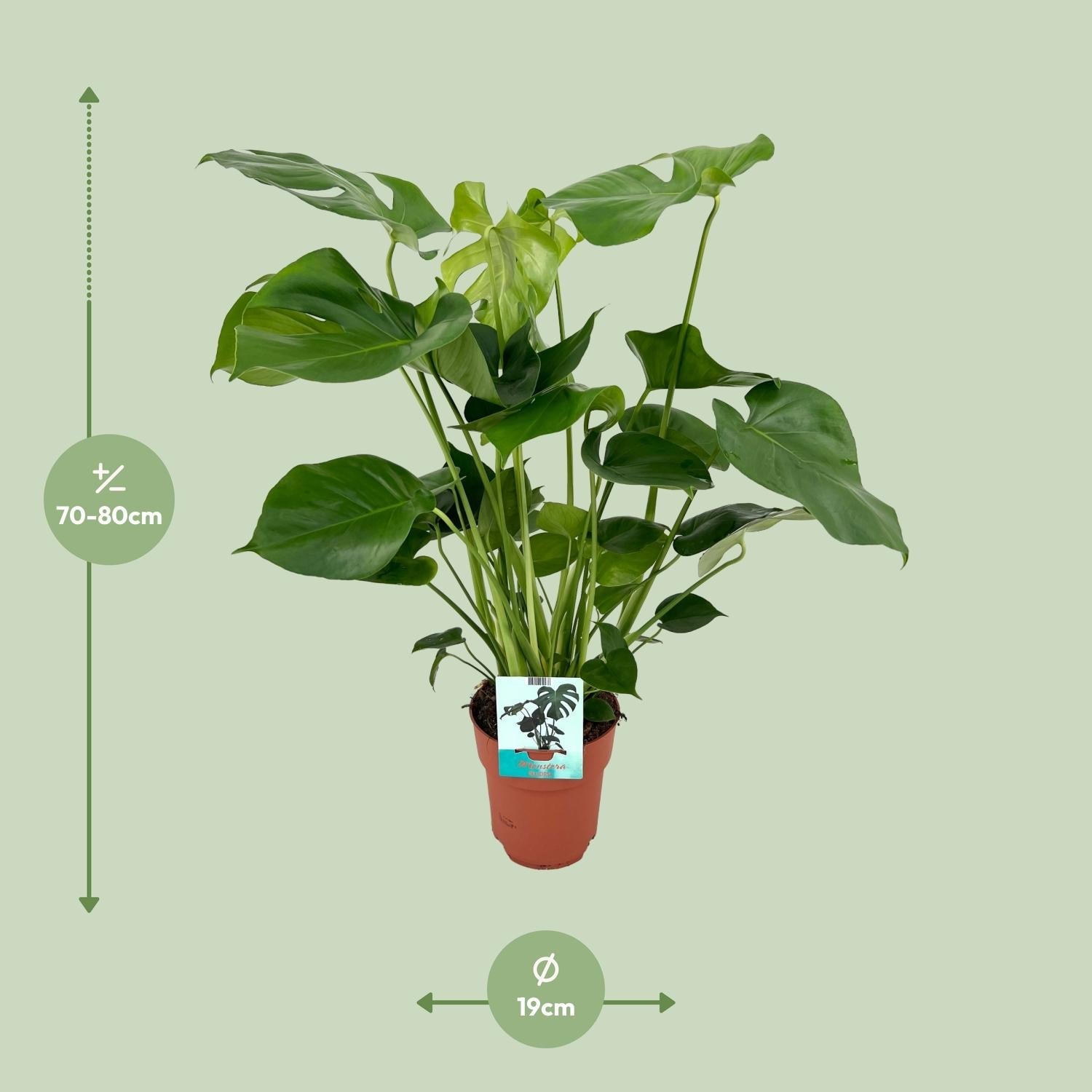 Monstera Deliciosa – Fensterblatt - 60 - 105 cm - Green Guardia - Ihr Experte für Schädlinge und Pflanzen