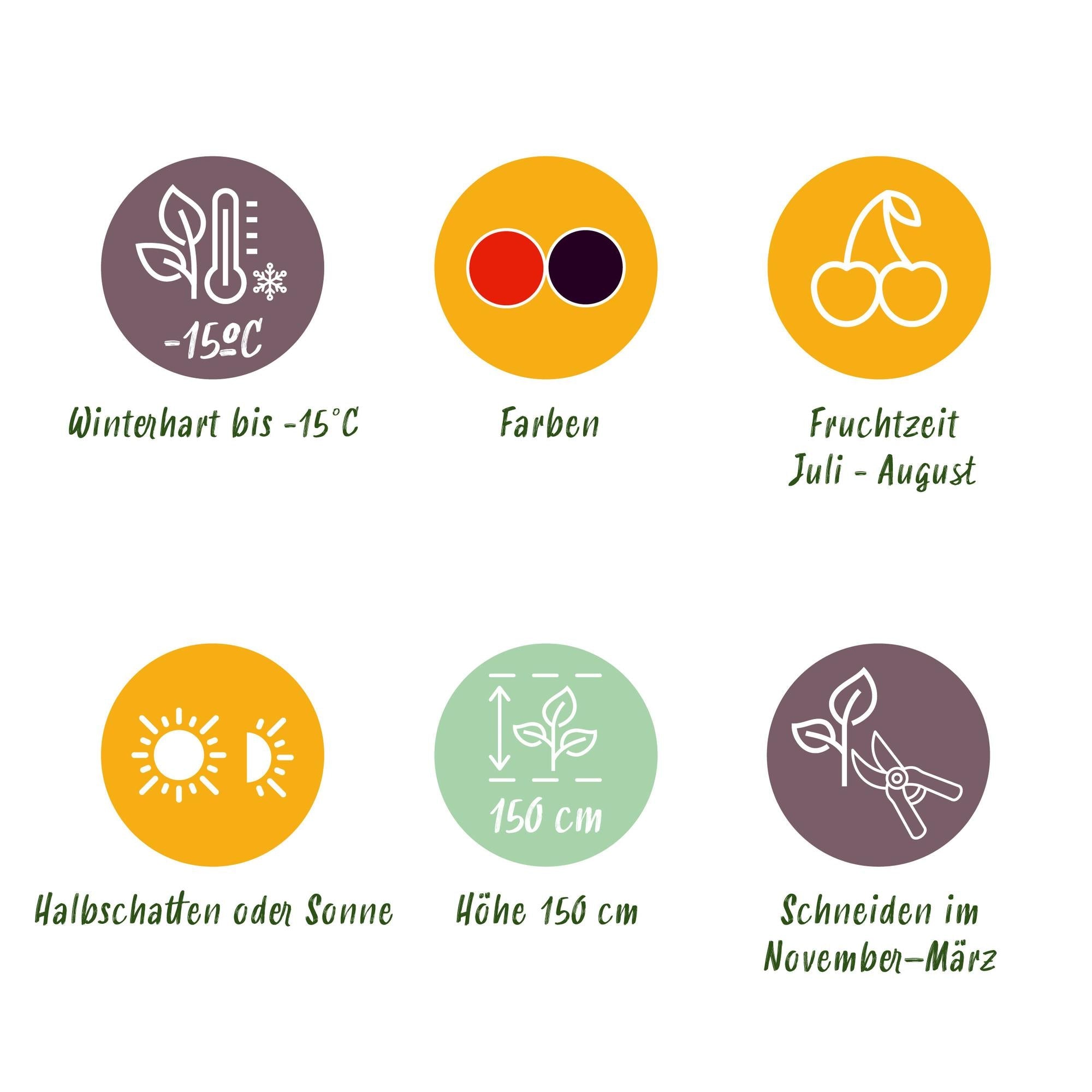 Obstpflanzen - Mix – Johannisbeere, Himbeere & Brombeere (3 Pflanzen, 11 cm Topf, ca. 40 cm) - Green Guardia - Ihr Experte für Schädlinge und Pflanzen