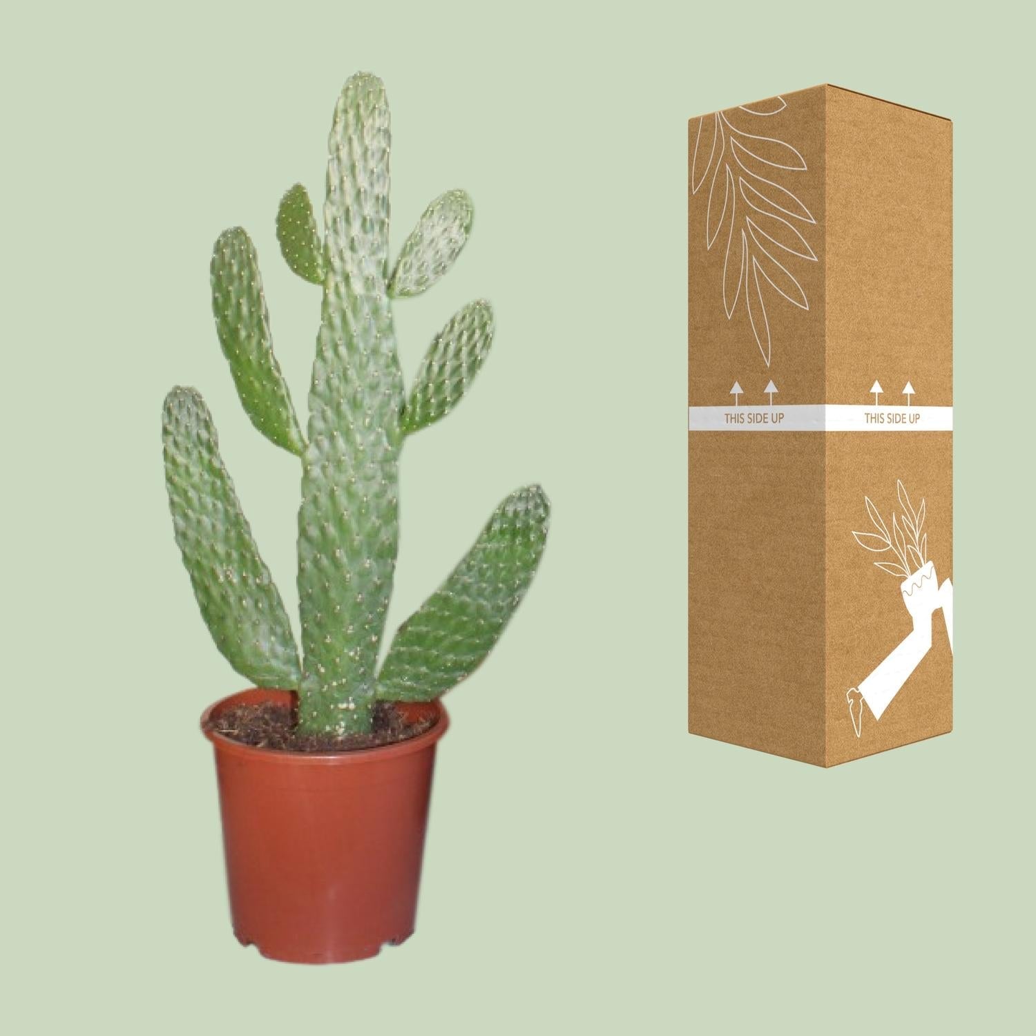 Opuntia consolea – Feigenkaktus – 17 cm Topf, 55 cm hoch - Green Guardia - Ihr Experte für Schädlinge und Pflanzen