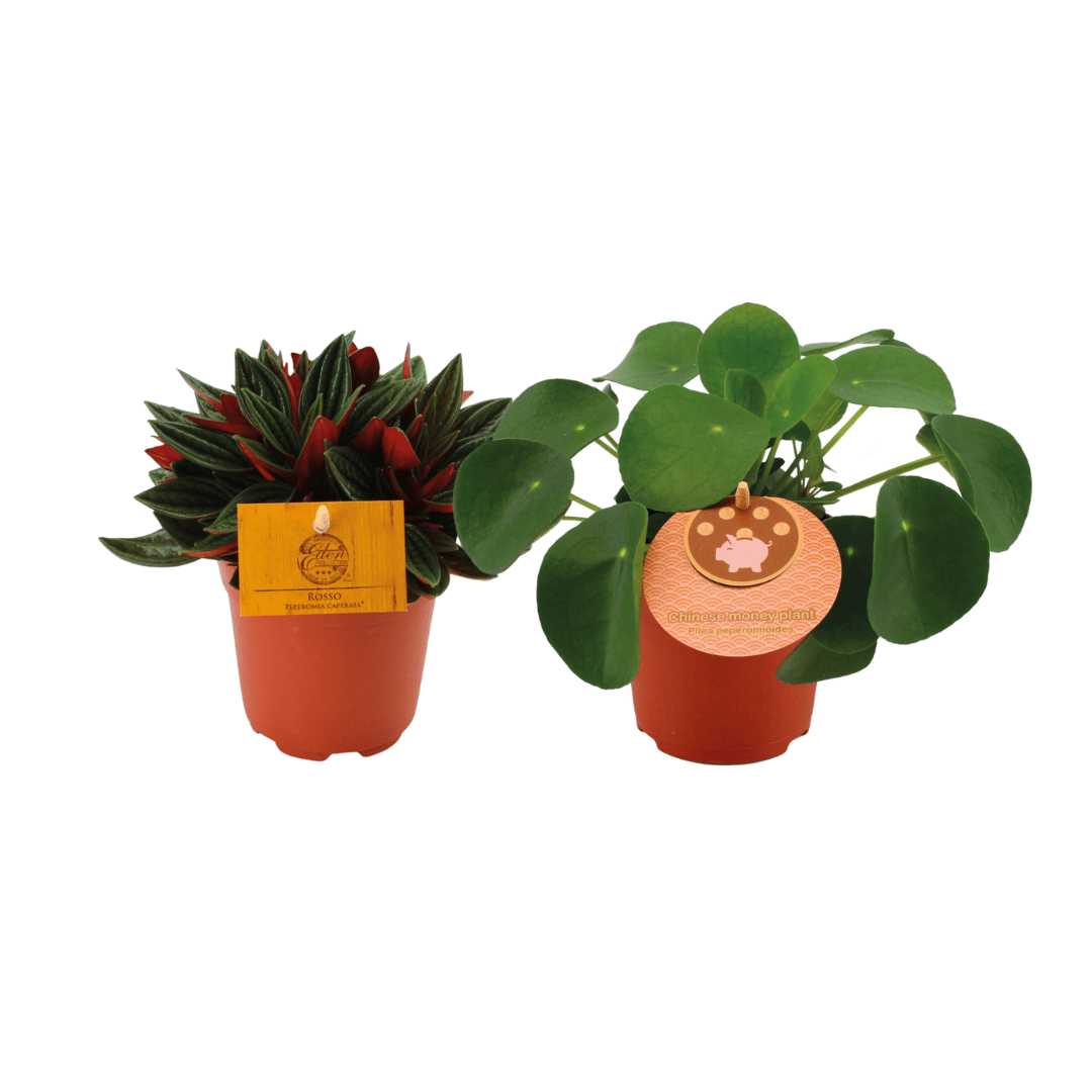 Peperomia Duo – Peperomia ‘Rosso’ & Pilea peperomioides – 2 Pflanzen – 10,5 cm Topf, 15 cm hoch - Green Guardia - Ihr Experte für Schädlinge und Pflanzen