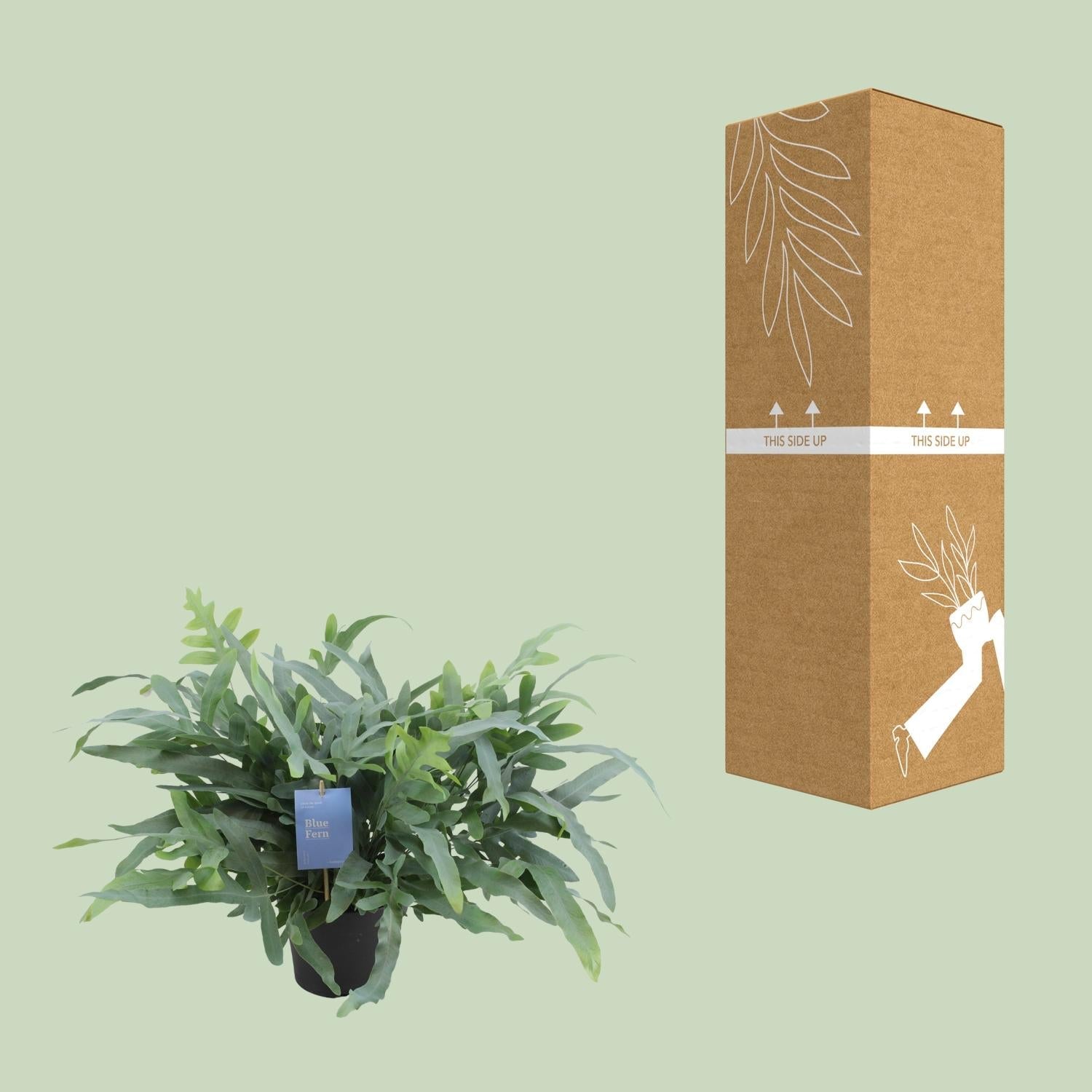 Phlebodium Aureum ‘Blue Star’ – Blaufarn - 17 cm Topf, 50 cm hoch - Green Guardia - Ihr Experte für Schädlinge und Pflanzen