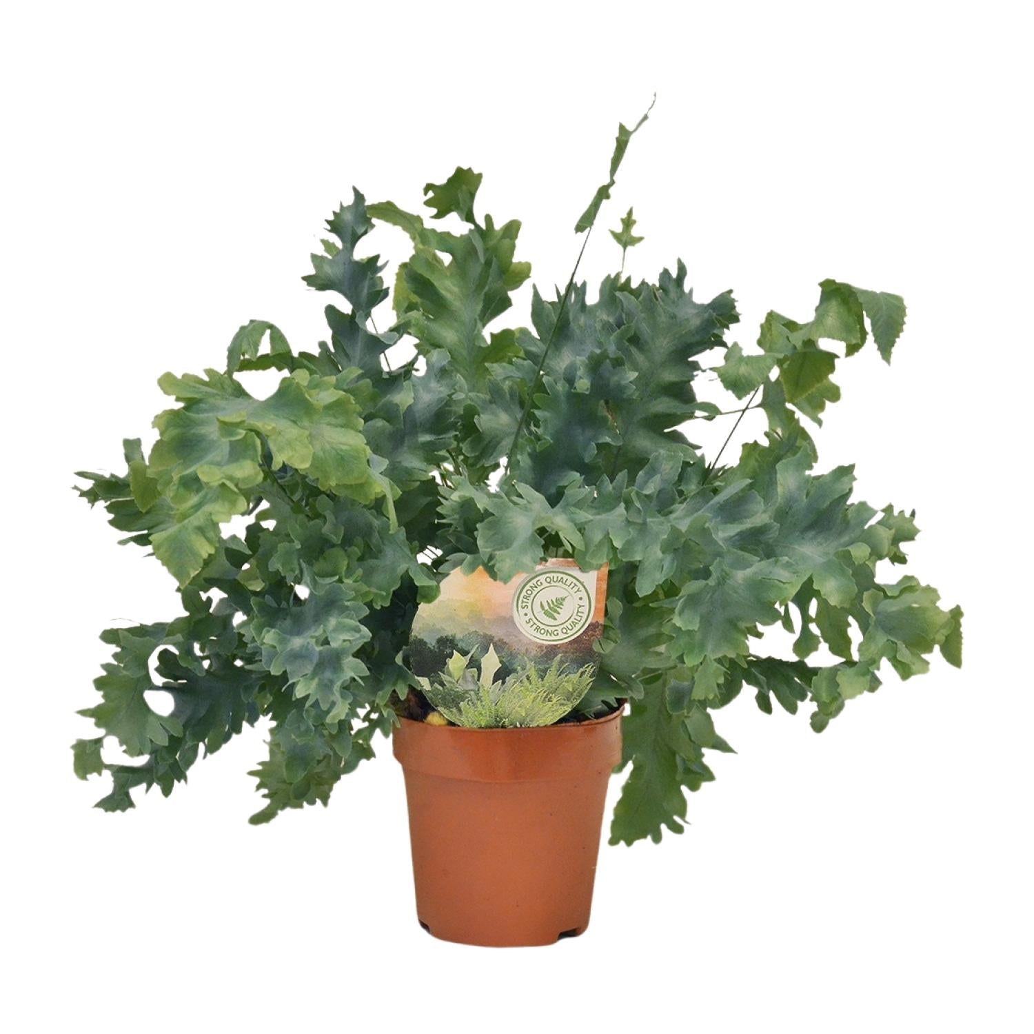 Phlebodium Davana – Davana - Farn - 35 - 60 cm - Green Guardia - Ihr Experte für Schädlinge und Pflanzen