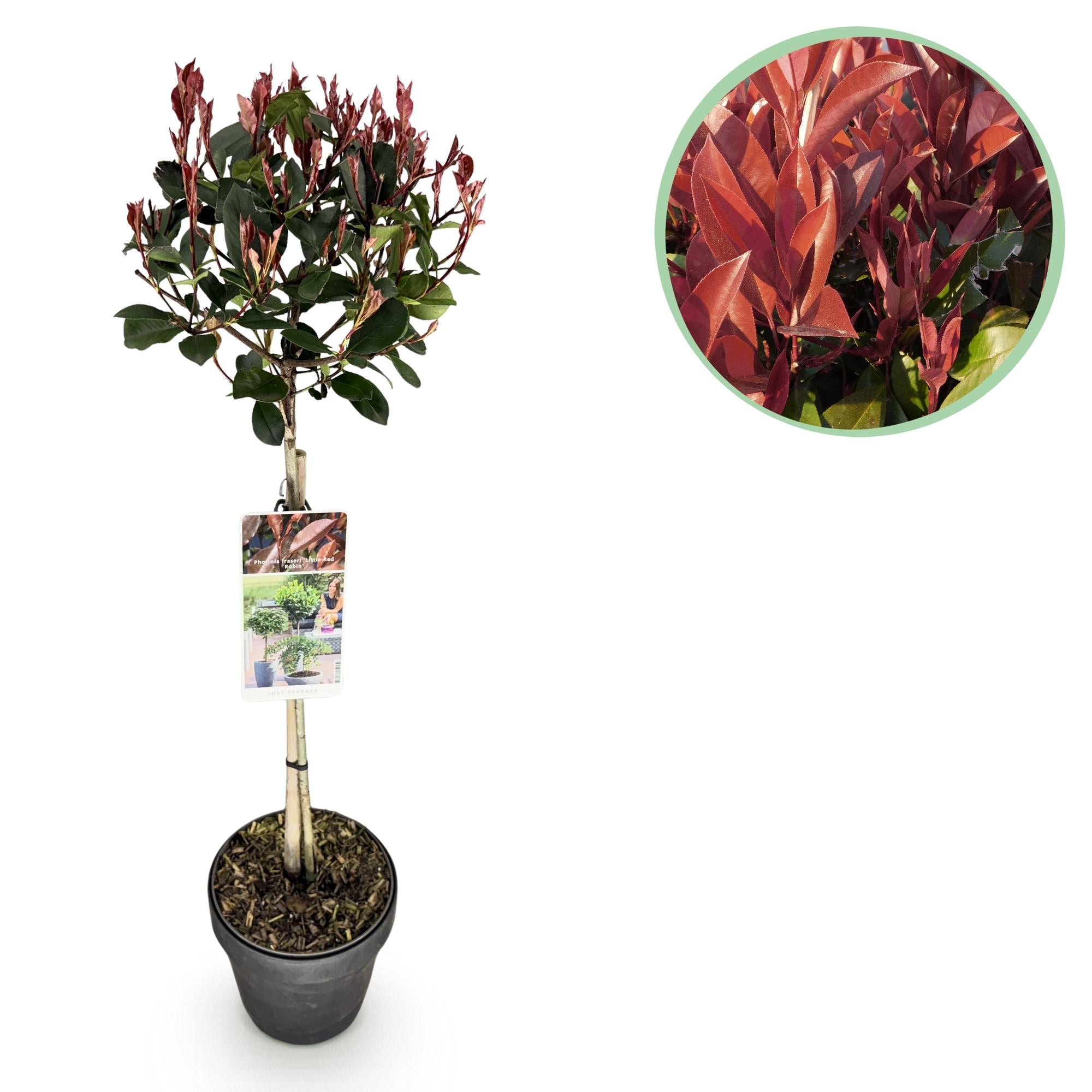 Photinia fraseri ‚Little Red Robin‘ – Terrassenpflanze – immergrün & winterhart – grün - rotes Blatt – 19 cm Topf, ca. 90 cm hoch - Green Guardia - Ihr Experte für Schädlinge und Pflanzen