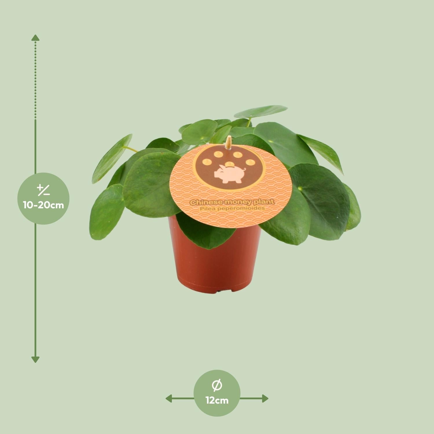 Pilea Peperomioides – Chinesischer Geldbaum - 15 - 30 cm - Green Guardia - Ihr Experte für Schädlinge und Pflanzen