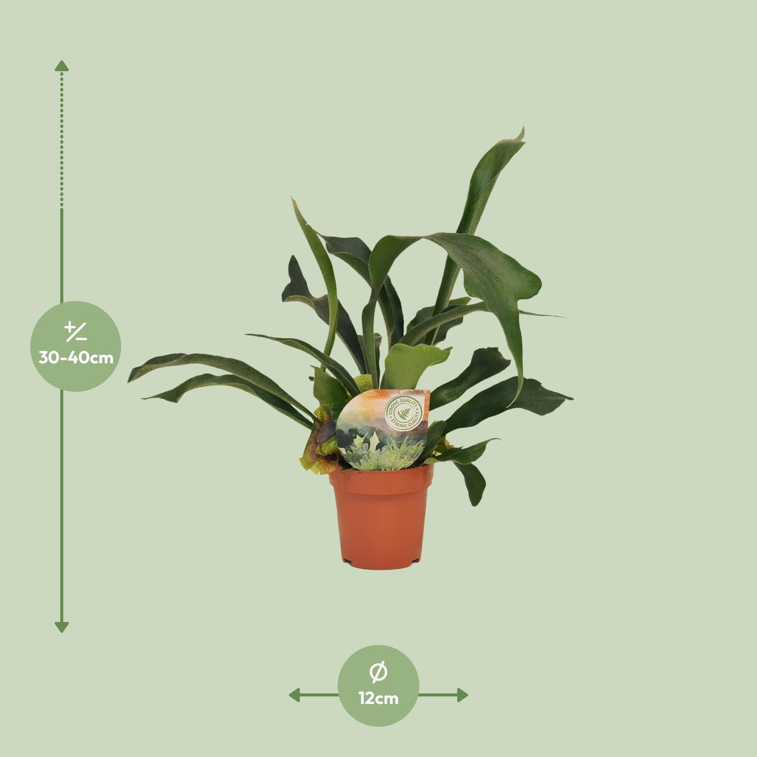 Platycerium bifurcatum – Hirschgeweihfarn – 12 cm Topf, 35 cm hoch - Green Guardia - Ihr Experte für Schädlinge und Pflanzen