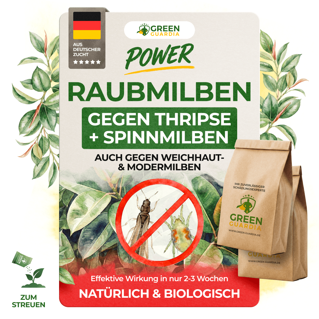 Raubmilben Mix gegen Thripse & Spinnmilben - Green Guardia - Ihr Experte für Schädlinge und Pflanzen