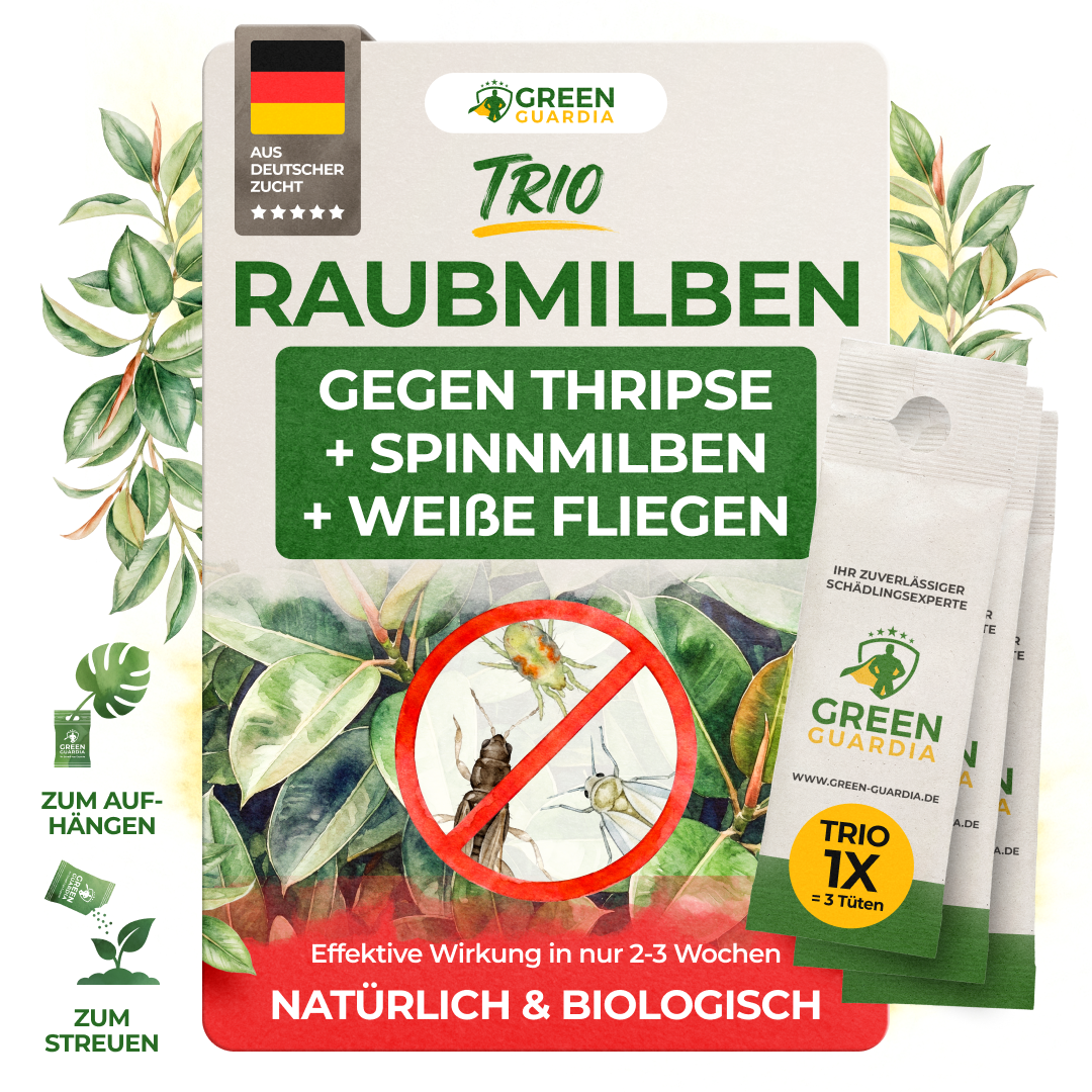 Raubmilben Trio gegen Thripse, Spinnmilben & Weiße Fliegen