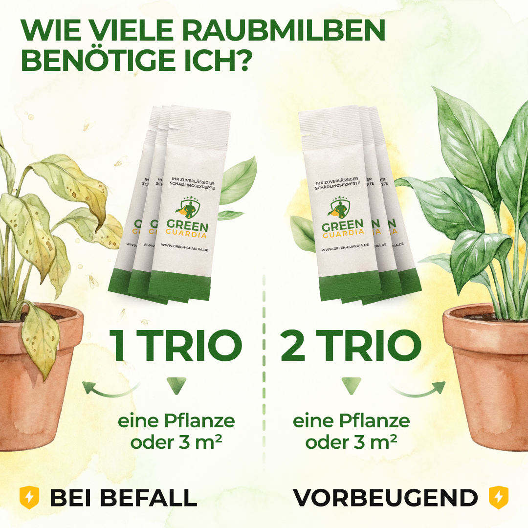Raubmilben Trio gegen Thripse, Spinnmilben & Weiße Fliegen
