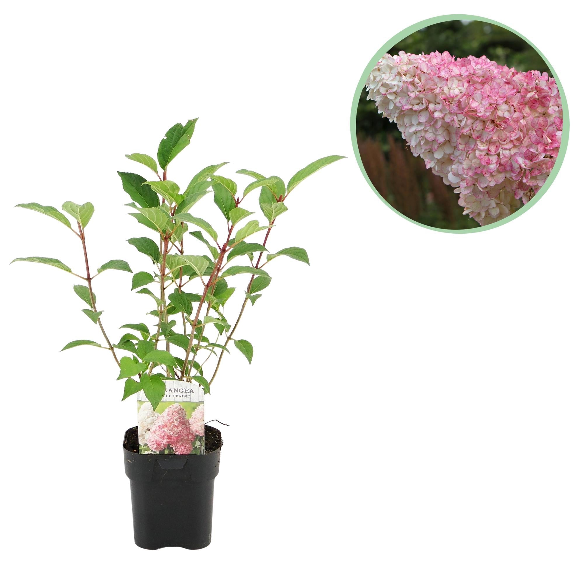 Rispenhortensie ‘Vanille Fraise’ – laubabwerfend, große weiß - rosa Blüten, 17 cm Topf, 50 cm hoch - Green Guardia - Ihr Experte für Schädlinge und Pflanzen