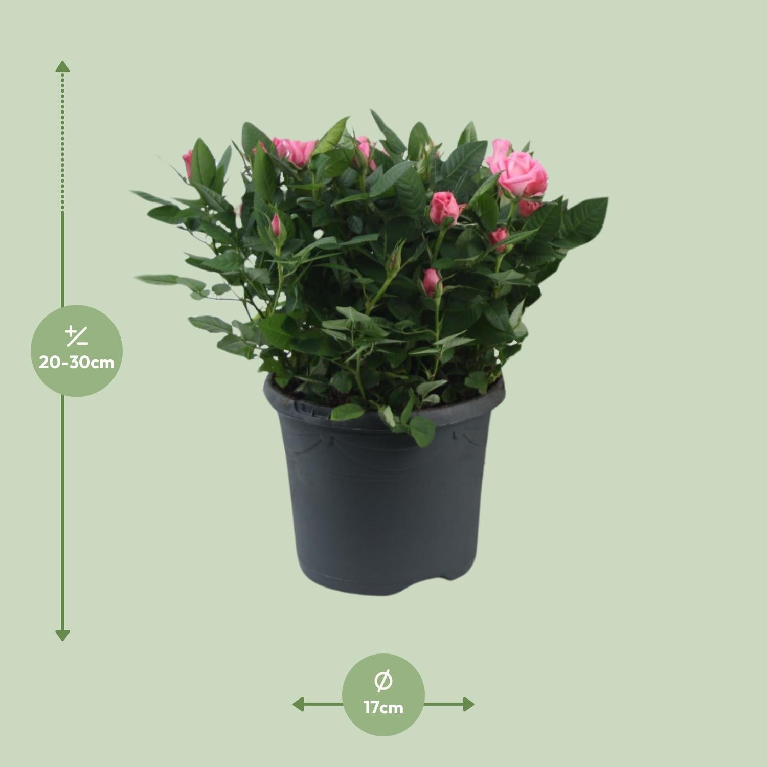 Rosa ‘Jewel Patio Sparkling’ – kompakte Topfrose, 17 cm Topf, 30 cm Höhe - Green Guardia - Ihr Experte für Schädlinge und Pflanzen