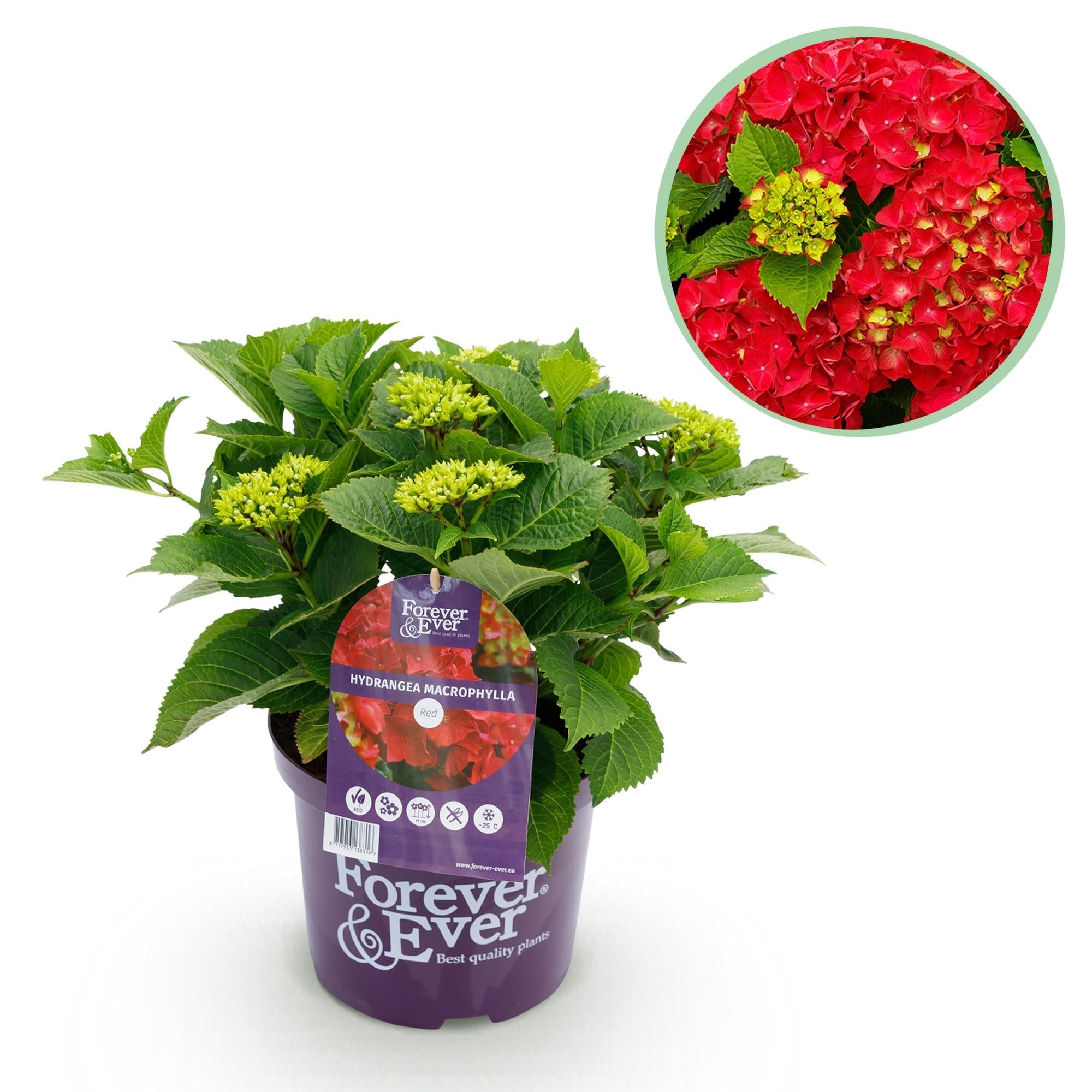 Rote Hortensie „Forever & Ever“ – Blühstarke Sorte, 23 cm Topf, 55 cm Höhe - Green Guardia - Ihr Experte für Schädlinge und Pflanzen