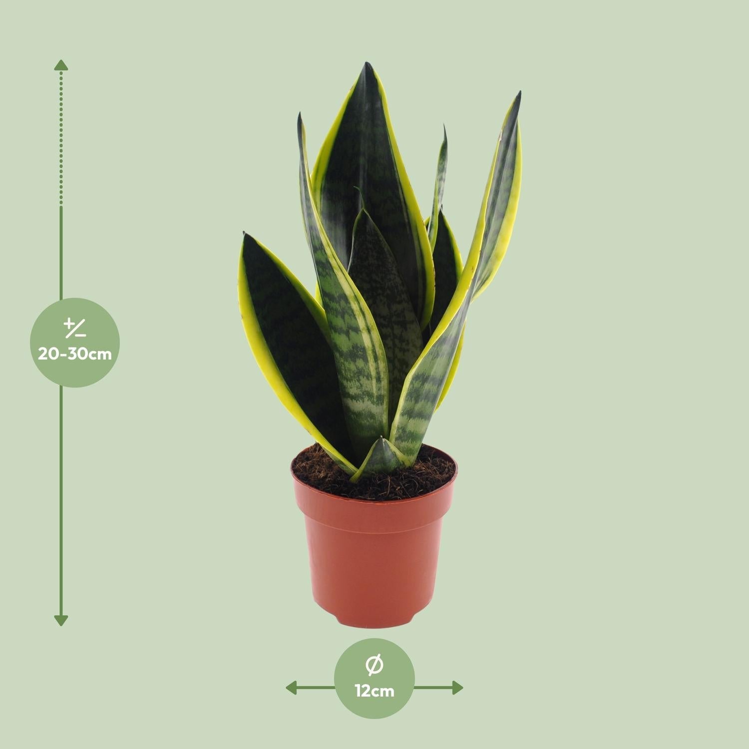 Sansevieria Futura ‘Superba’ – Bogenhanf - 30 - 45 cm - Green Guardia - Ihr Experte für Schädlinge und Pflanzen