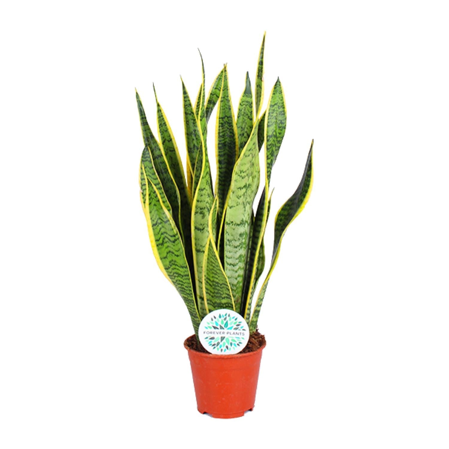 Sansevieria Trifasciata Laurentii – Bogenhanf - 40 - 84 cm - Green Guardia - Ihr Experte für Schädlinge und Pflanzen