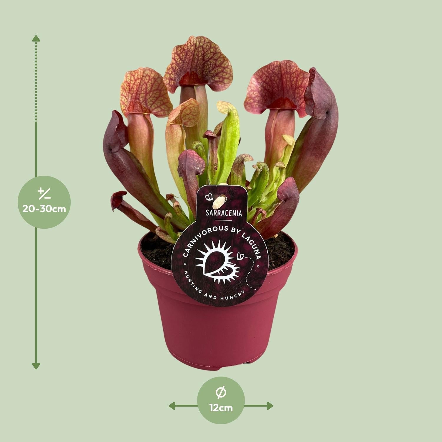 Sarracenia – Schlauchpflanze – verschiedene Sorten – 12 cm Topf - Green Guardia - Ihr Experte für Schädlinge und Pflanzen