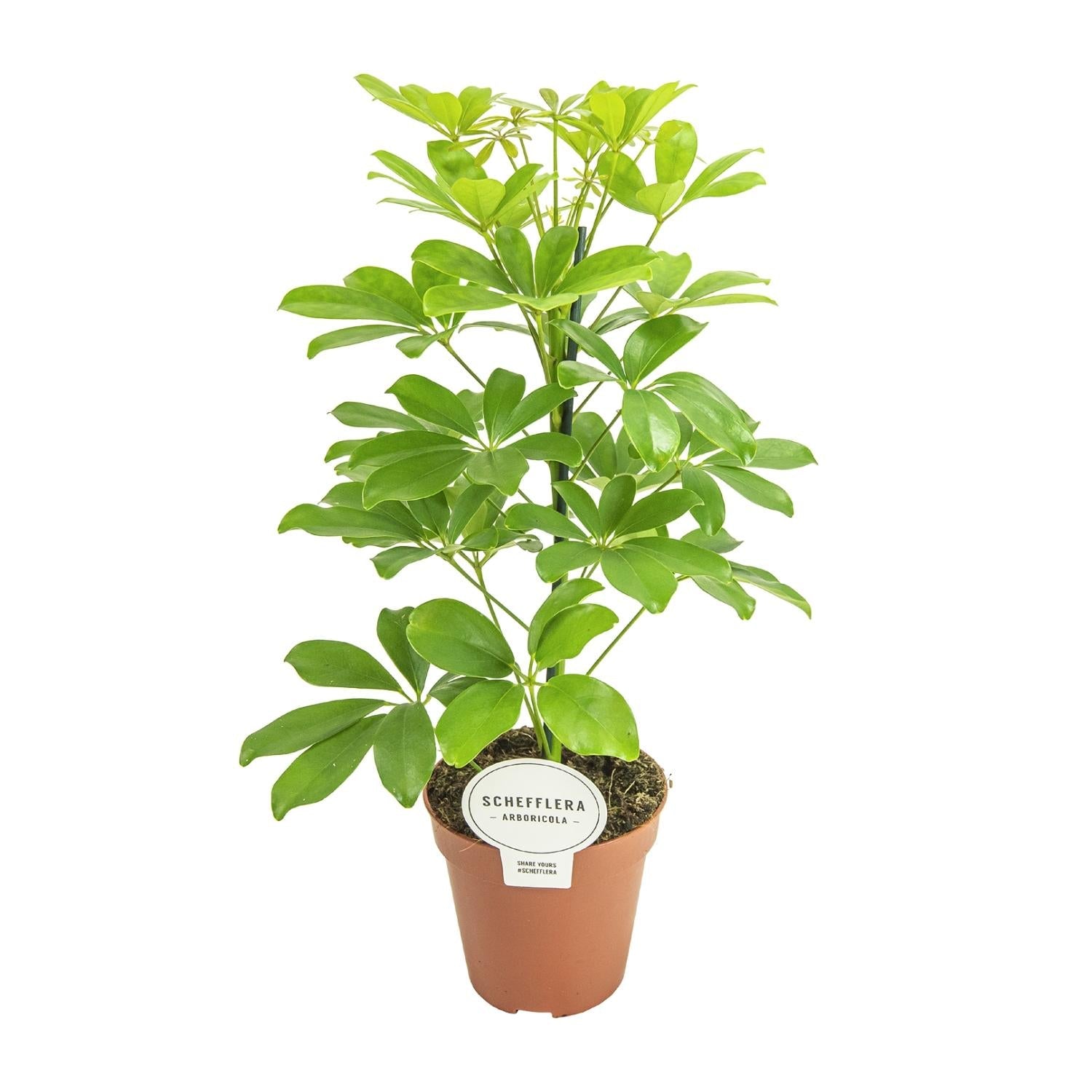Schefflera Nora – Schirmbaum - 35 - 45 cm - Green Guardia - Ihr Experte für Schädlinge und Pflanzen