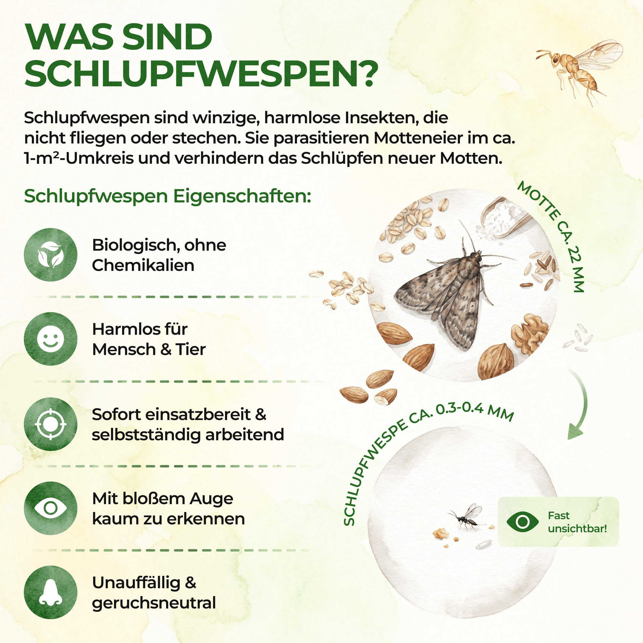 Schlupfwespen gegen Kleidermotten - Green Guardia - Ihr Experte für Schädlinge und Pflanzen