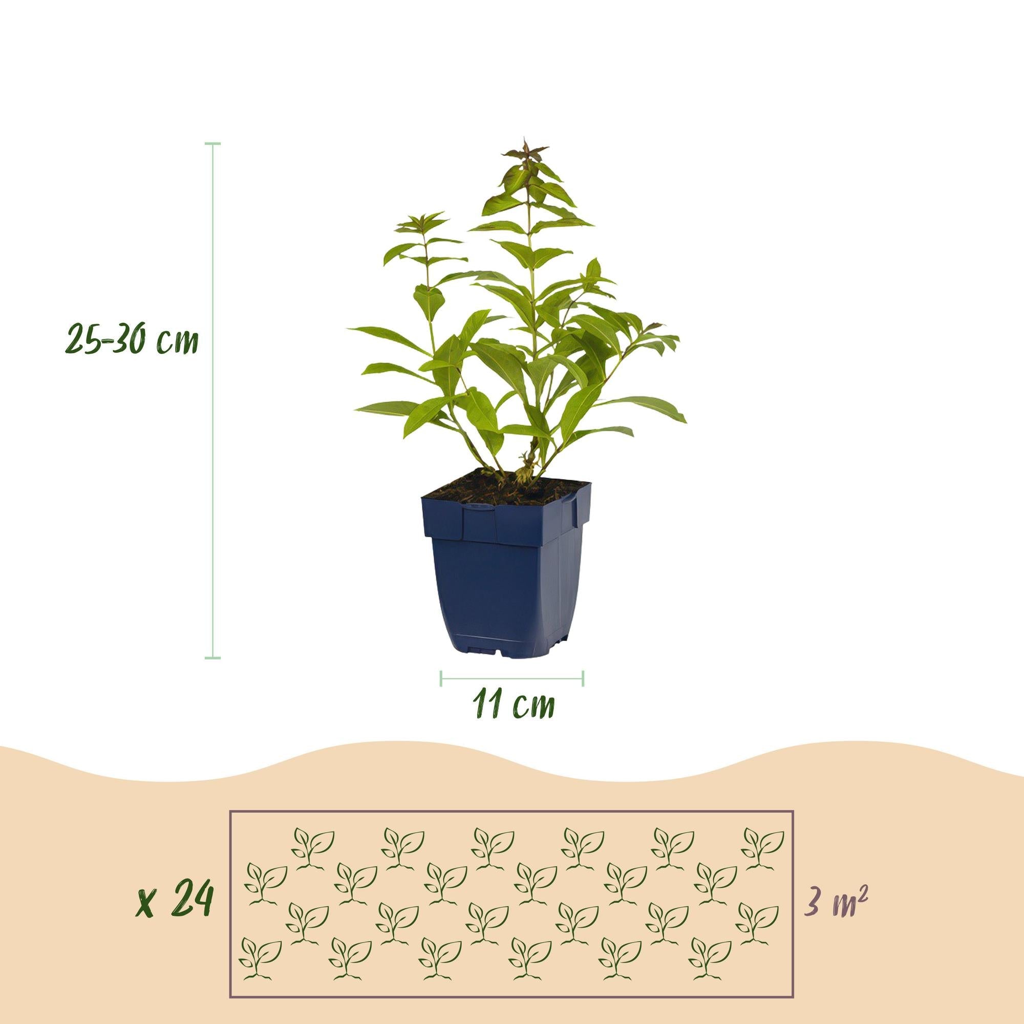 Staudenpaket duftend – 24 Stauden – für ca. 3 m² – verschiedene Farben – pflegeleicht – 11 cm Topf - Green Guardia - Ihr Experte für Schädlinge und Pflanzen