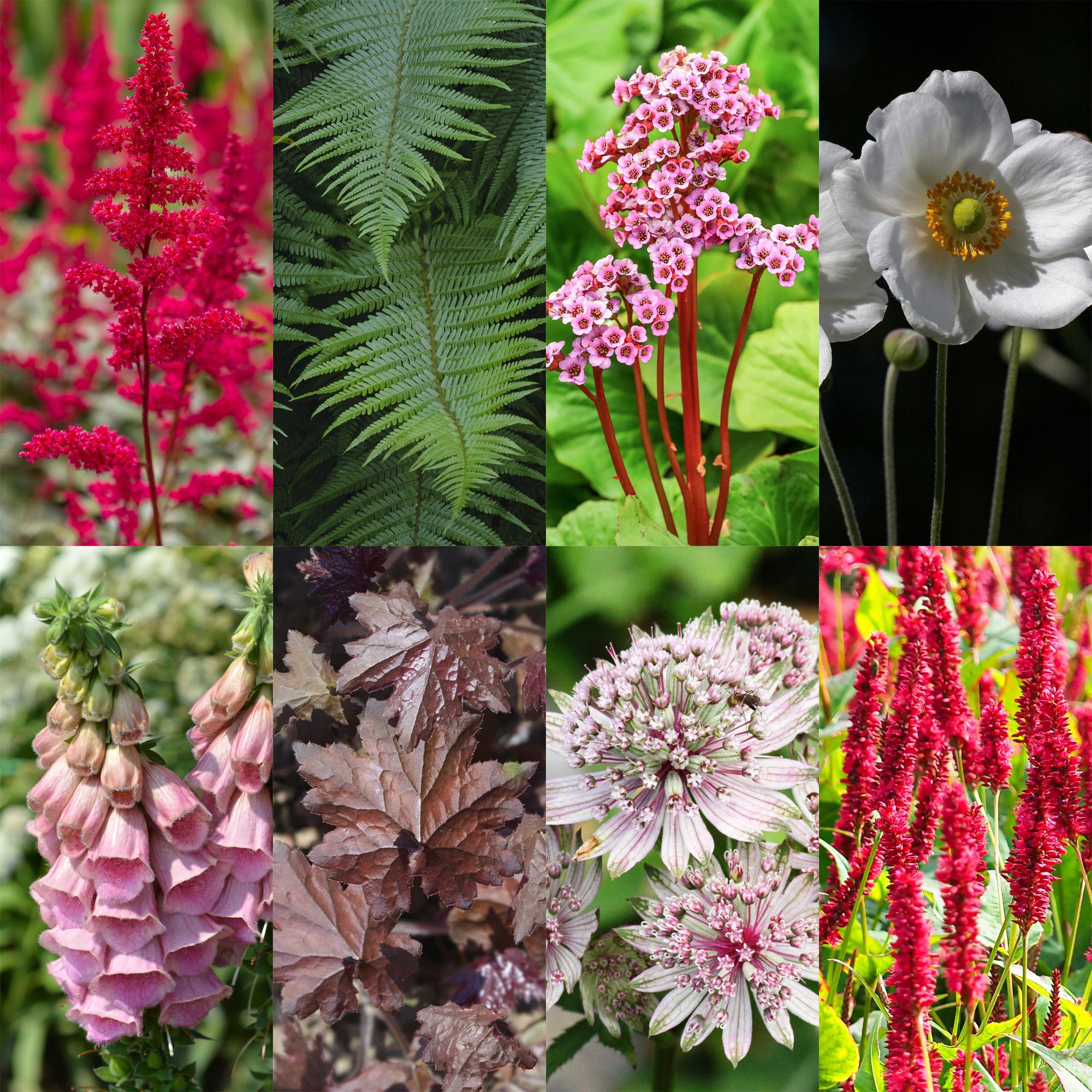 Staudenpaket – Schatten – 24 Stauden – für ca. 3 m² – verschiedene Farben – pflegeleicht – 11 cm Topf - Green Guardia - Ihr Experte für Schädlinge und Pflanzen