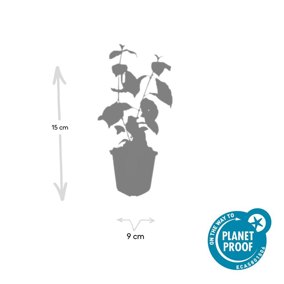 Hartriegel ‘Midwinter Fire’ – farbintensiver Zierstrauch, 9 cm Topf, 10–25 cm hoch