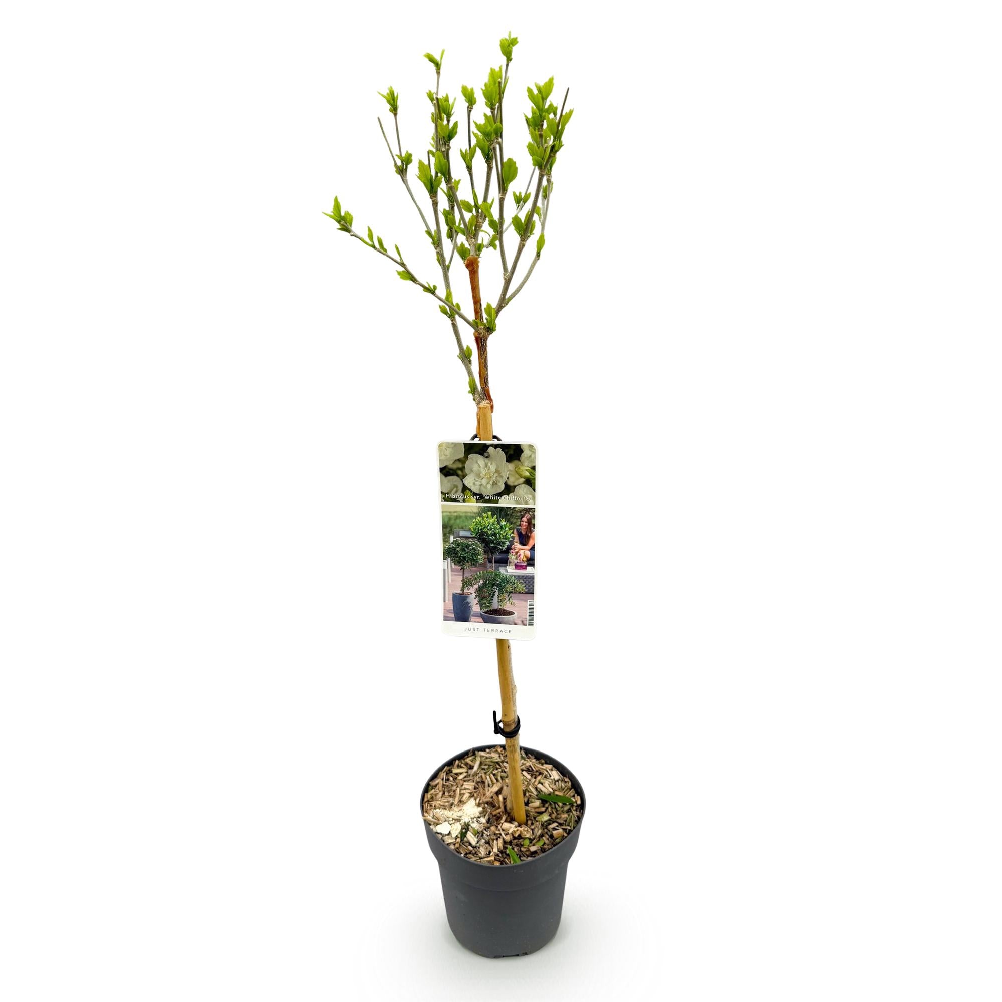Hibiskus-Stammpflanze ‘White Chiffon’® – winterhart, weiße Blüte, 19 cm Topf, 90 cm