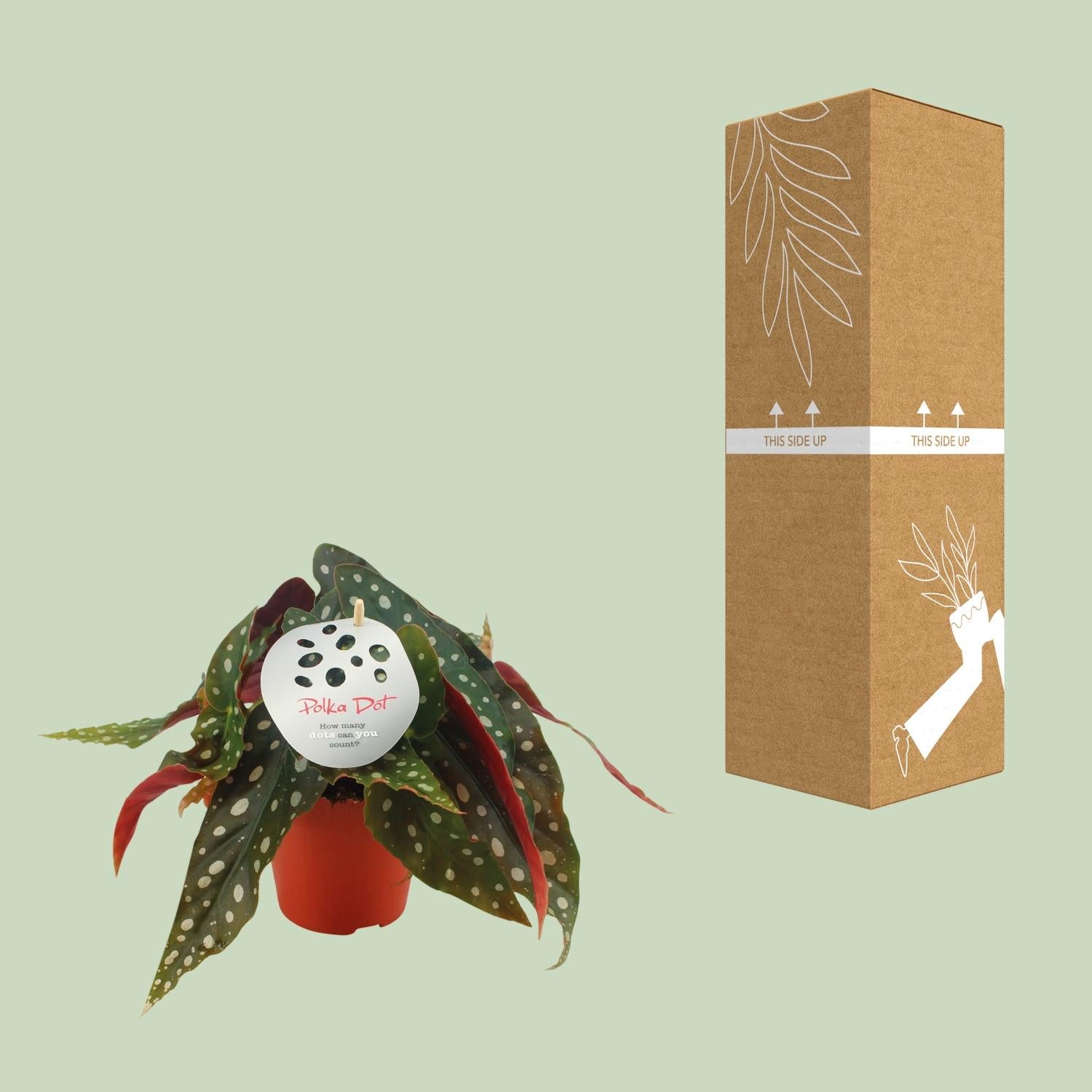 Begonia Maculata – Forelbegonia - pot 12 cm, 20 cm hoog