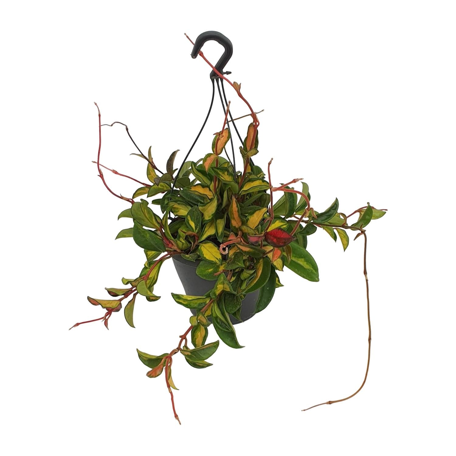 Hoya Carnosa 'Tricolor' – Wasbloem - pot 19 cm, hoogte 20 cm