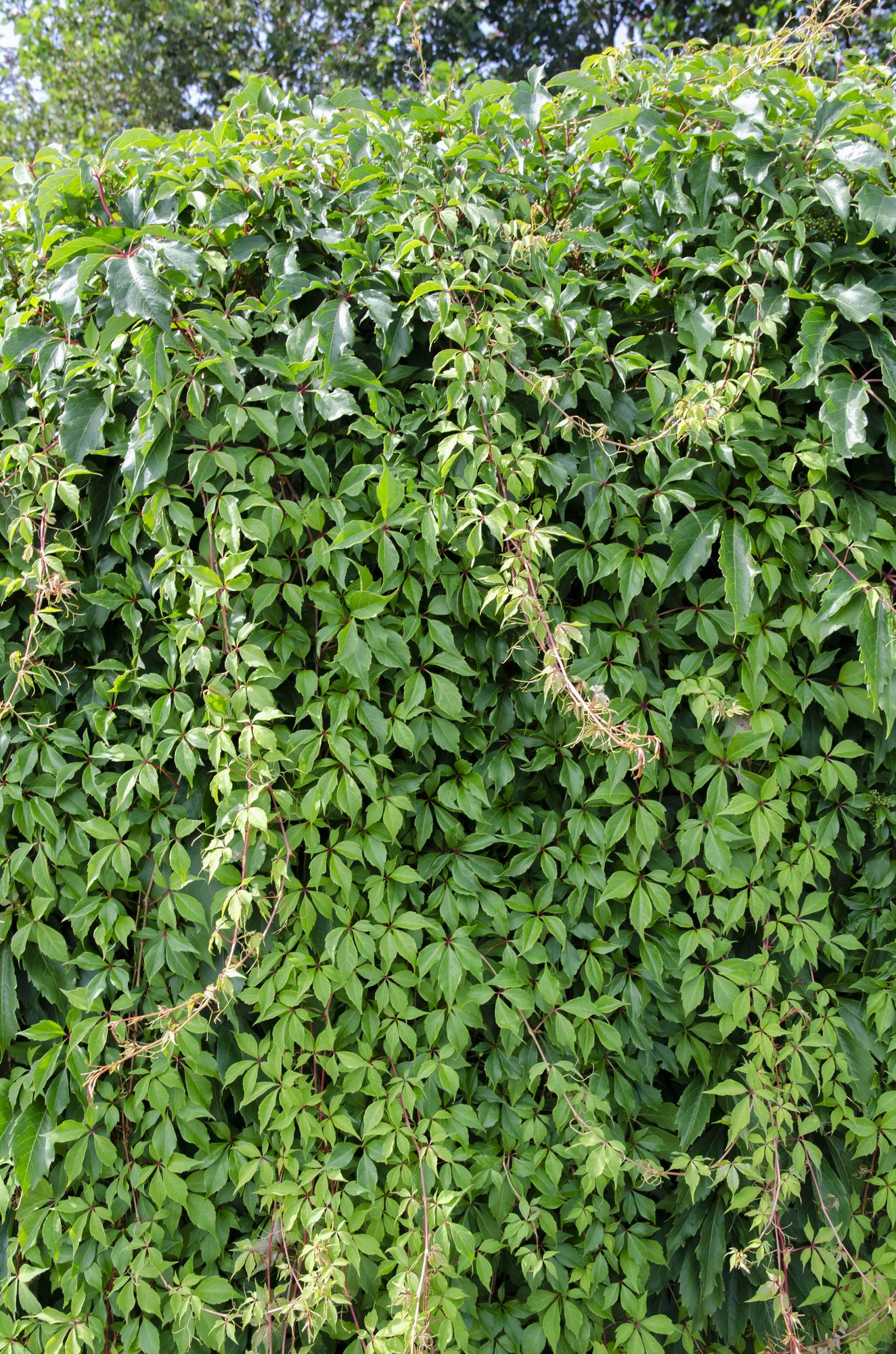 Virginia creeper 'Engelmannii' – fast-growing climbing plant, 15 cm pot, 65 cm