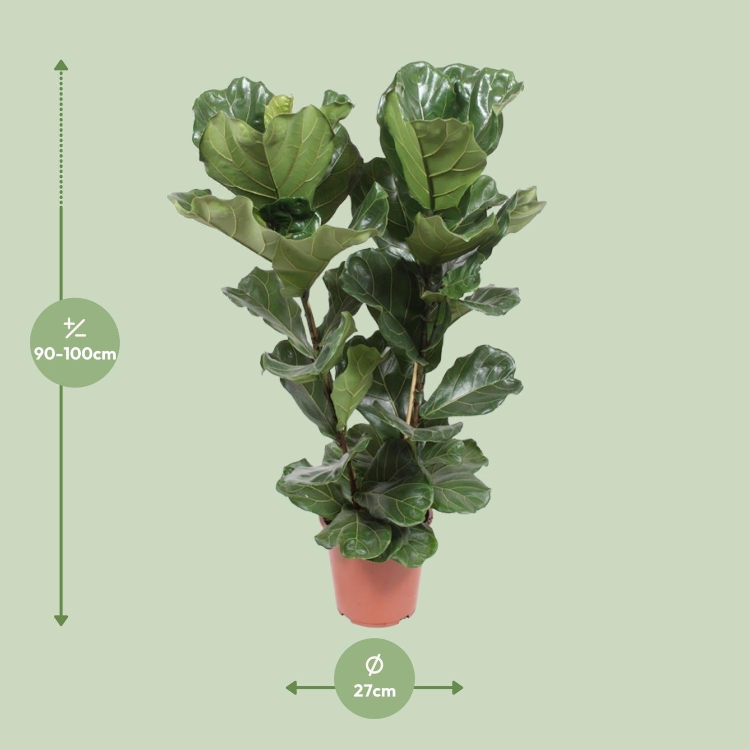 Ficus Lyrata – Fiddle-leaf Fig – 30-130 cm