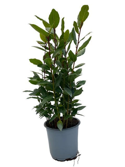 Bay laurel (Laurus nobilis) – 35–130 cm